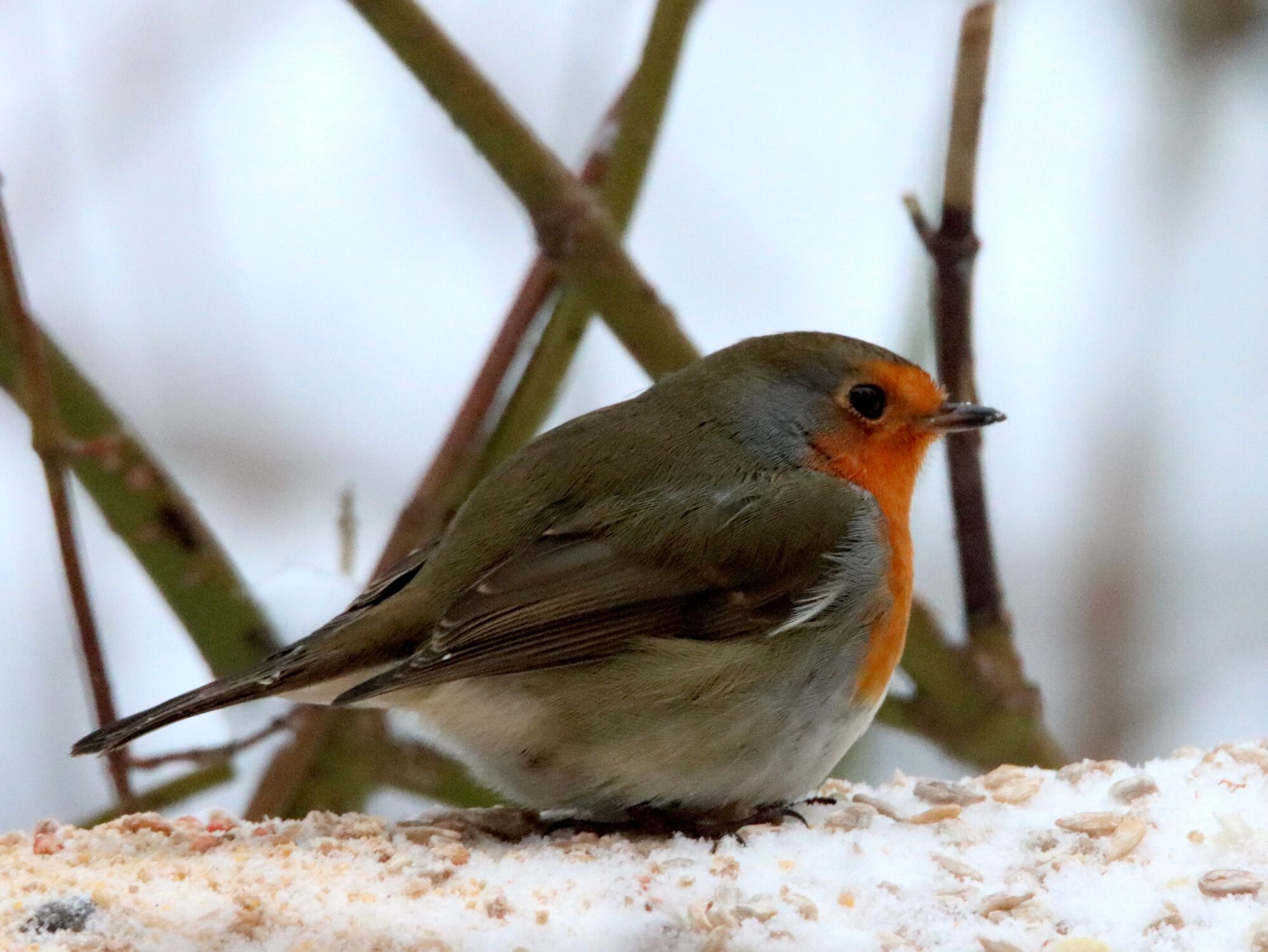 Valokuvaaja: Irja Lehtinen
