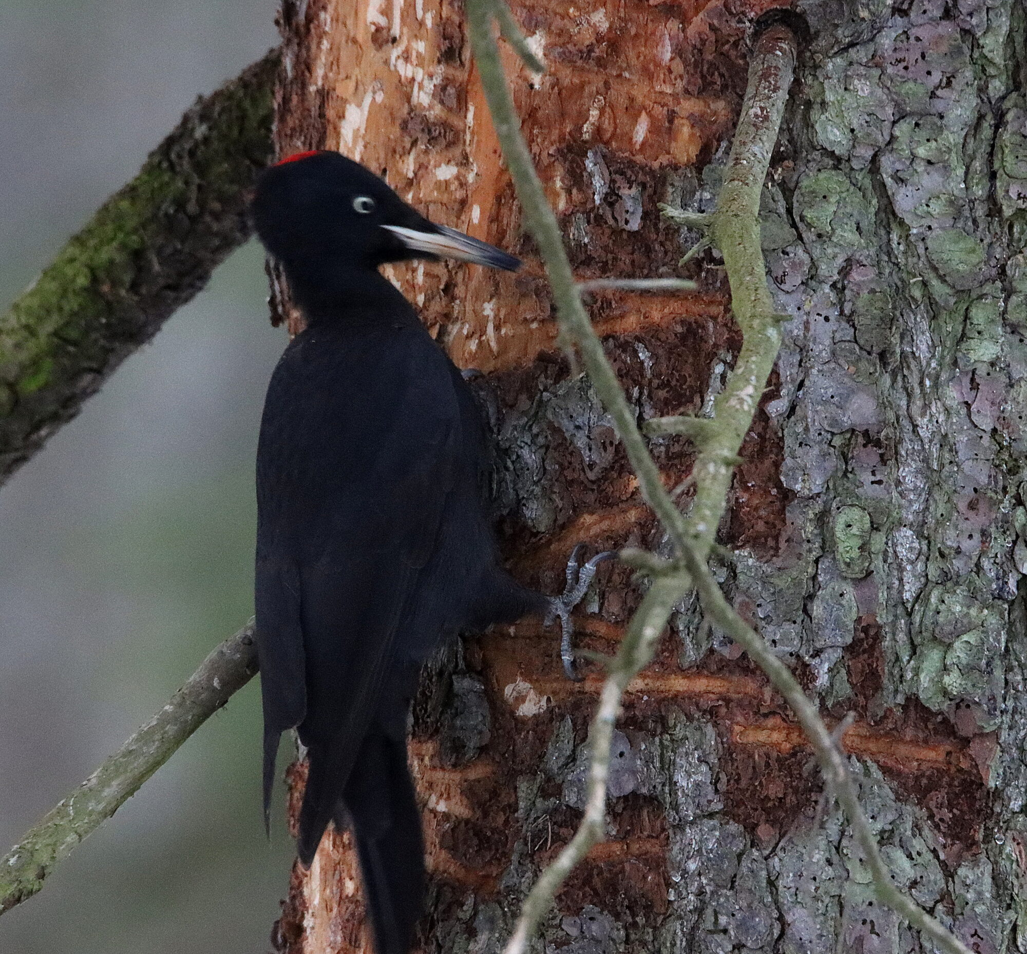 Valokuvaaja: Irja Lehtinen