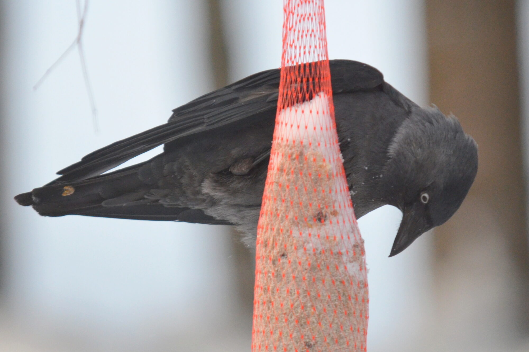 Valokuvaaja: Kaarlo Asikainen