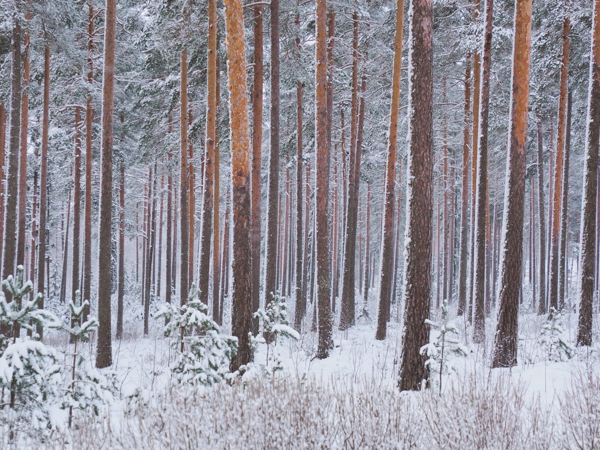 Valokuvaaja: Martti Valtonen