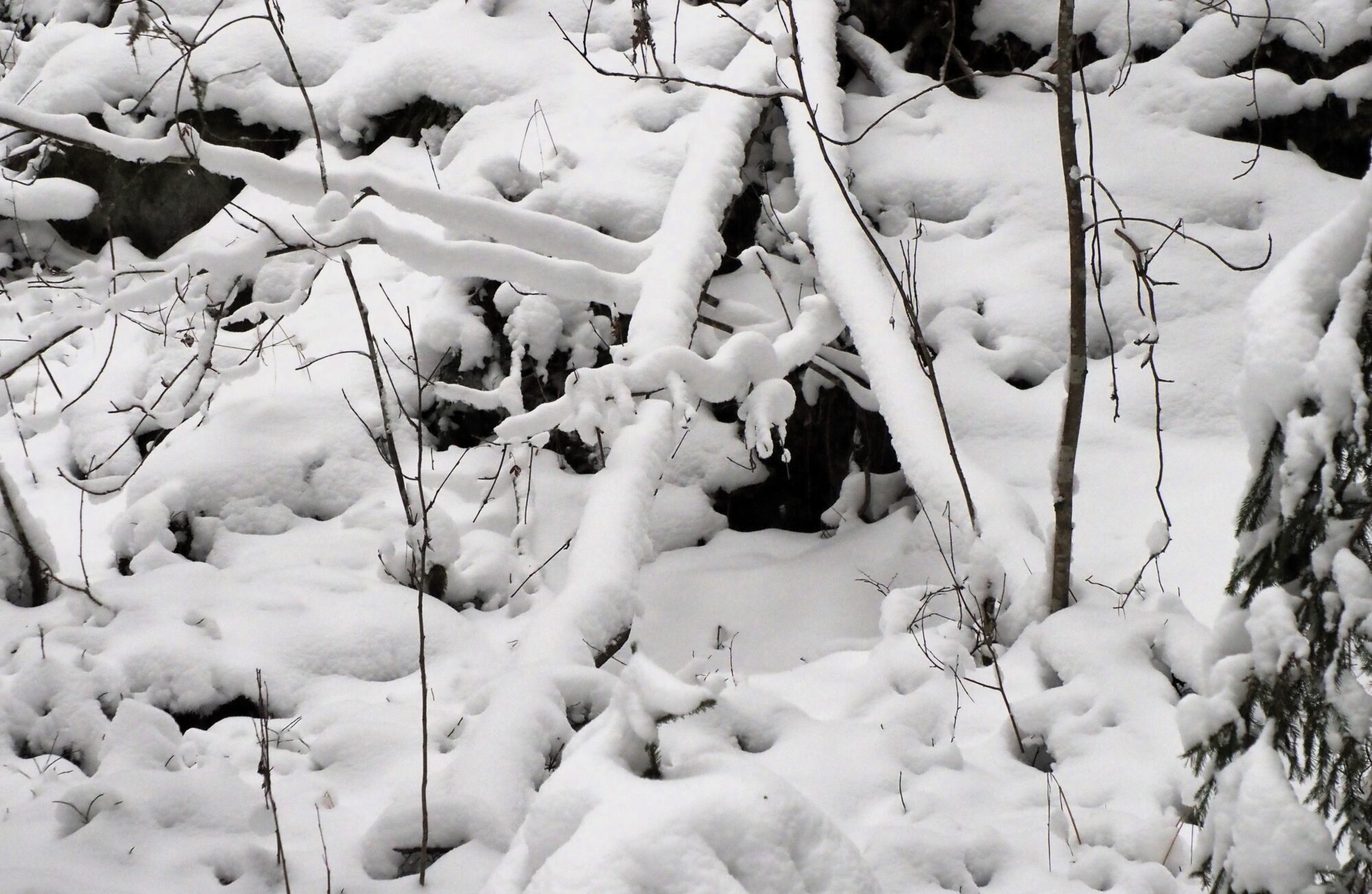 Valokuvaaja: Arja Valtonen