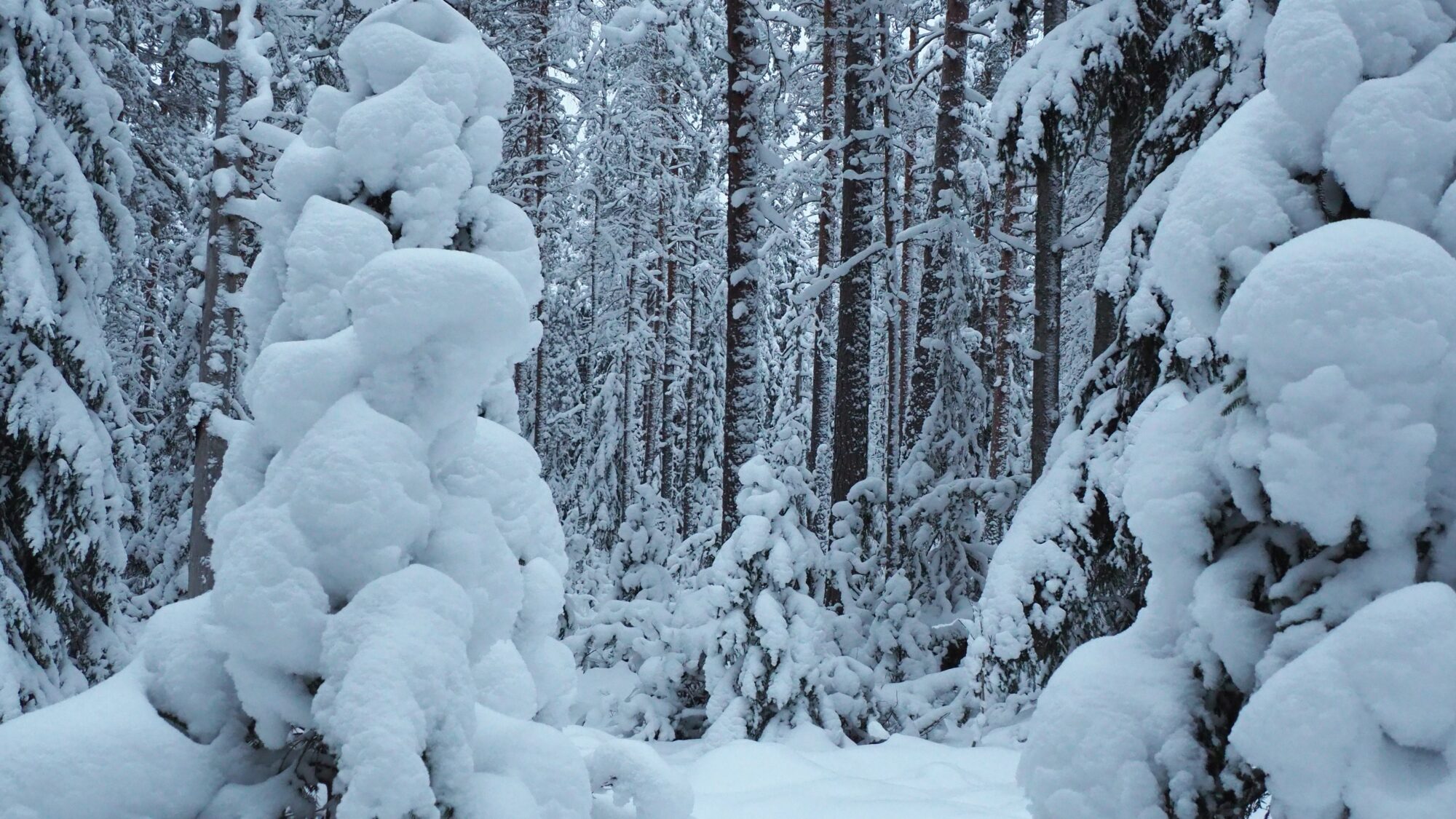 Valokuvaaja: Martti Valtonen