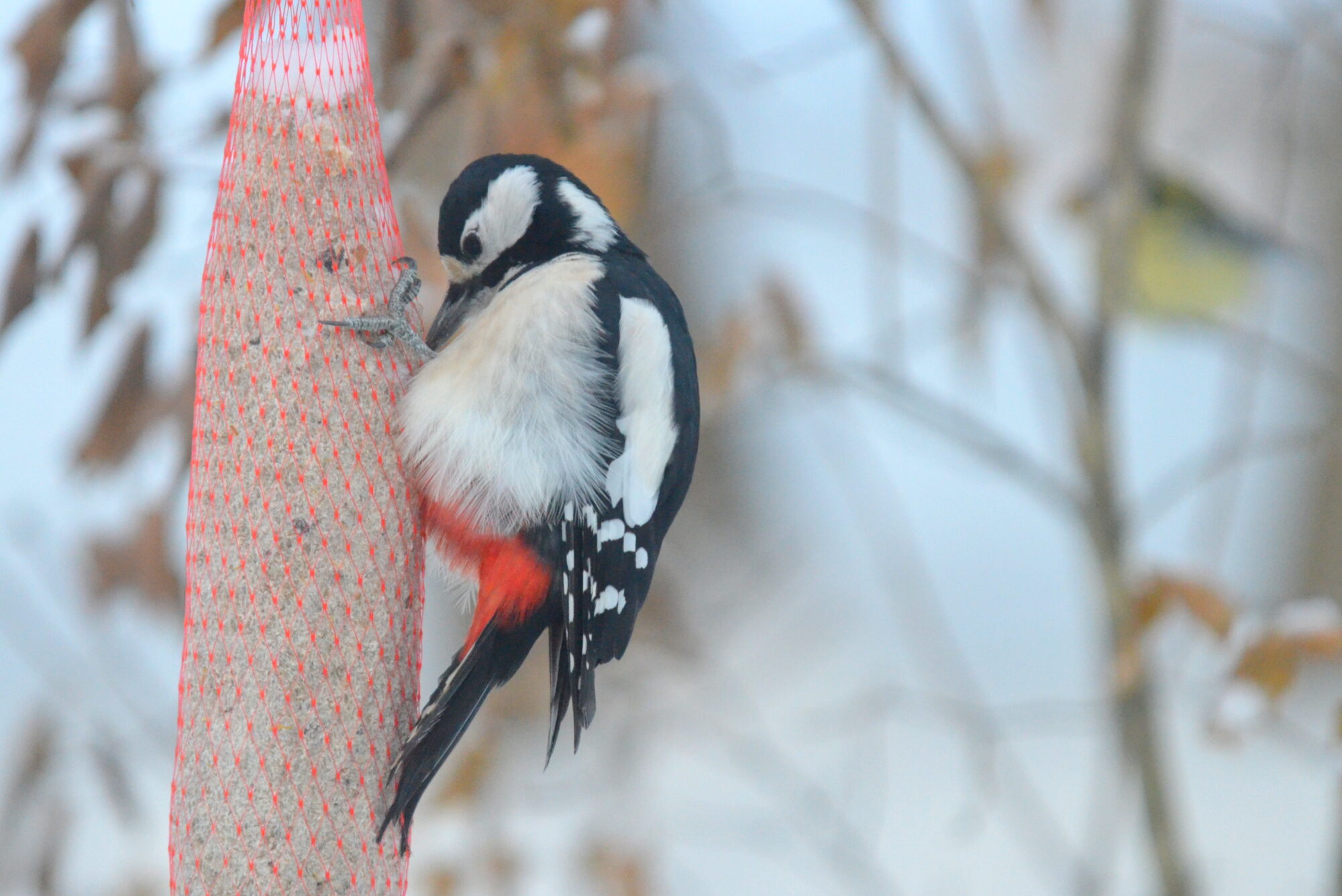 Valokuvaaja: Kaarlo Asikainen