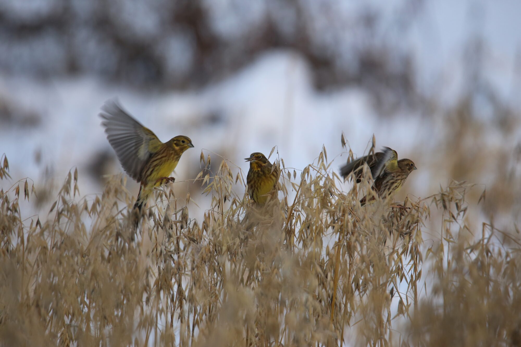 Valokuvaaja: Jaana Saarelainen
