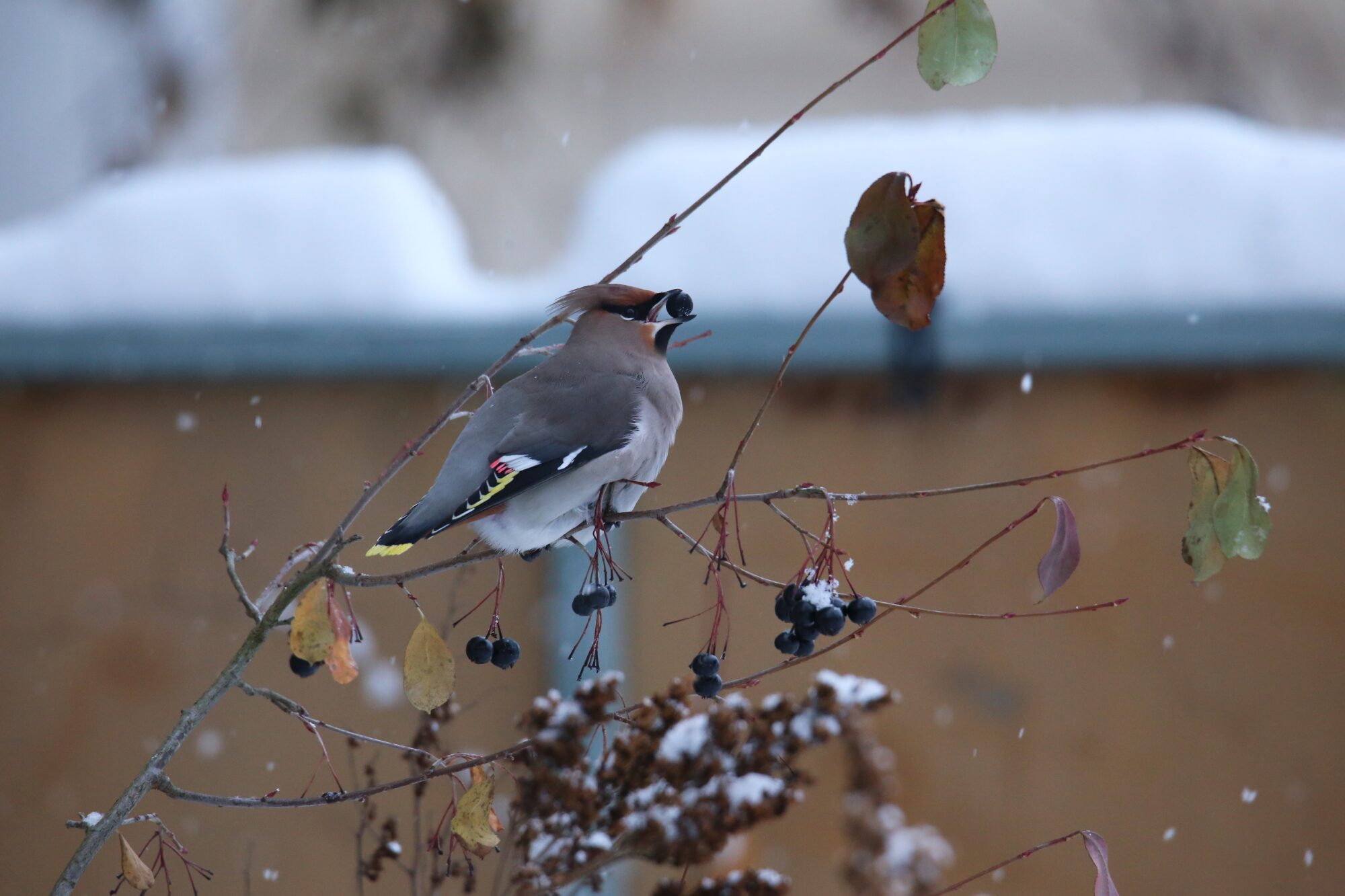 Valokuvaaja: Jaana Saarelainen