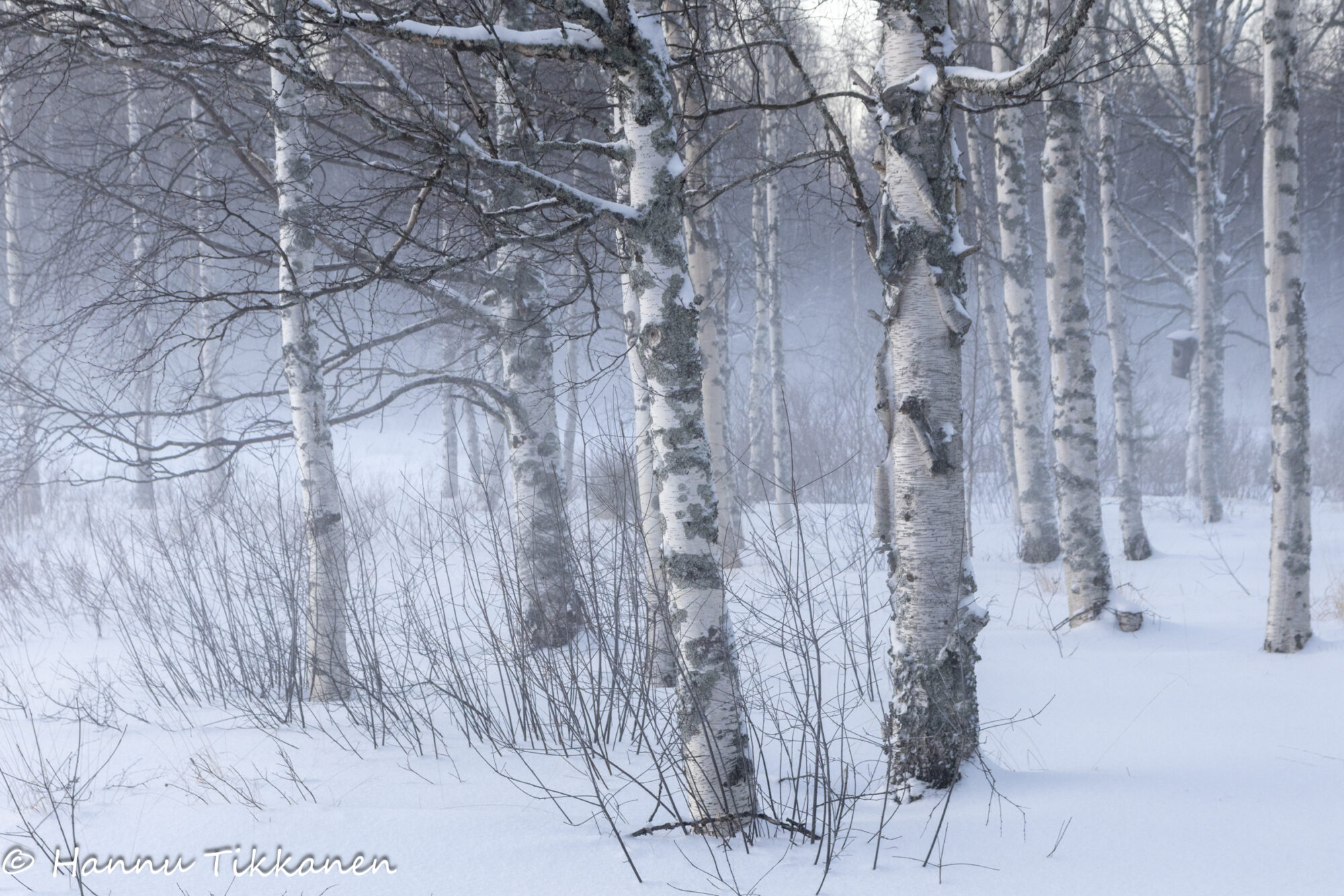 Valokuvaaja: Hannu Tikkanen