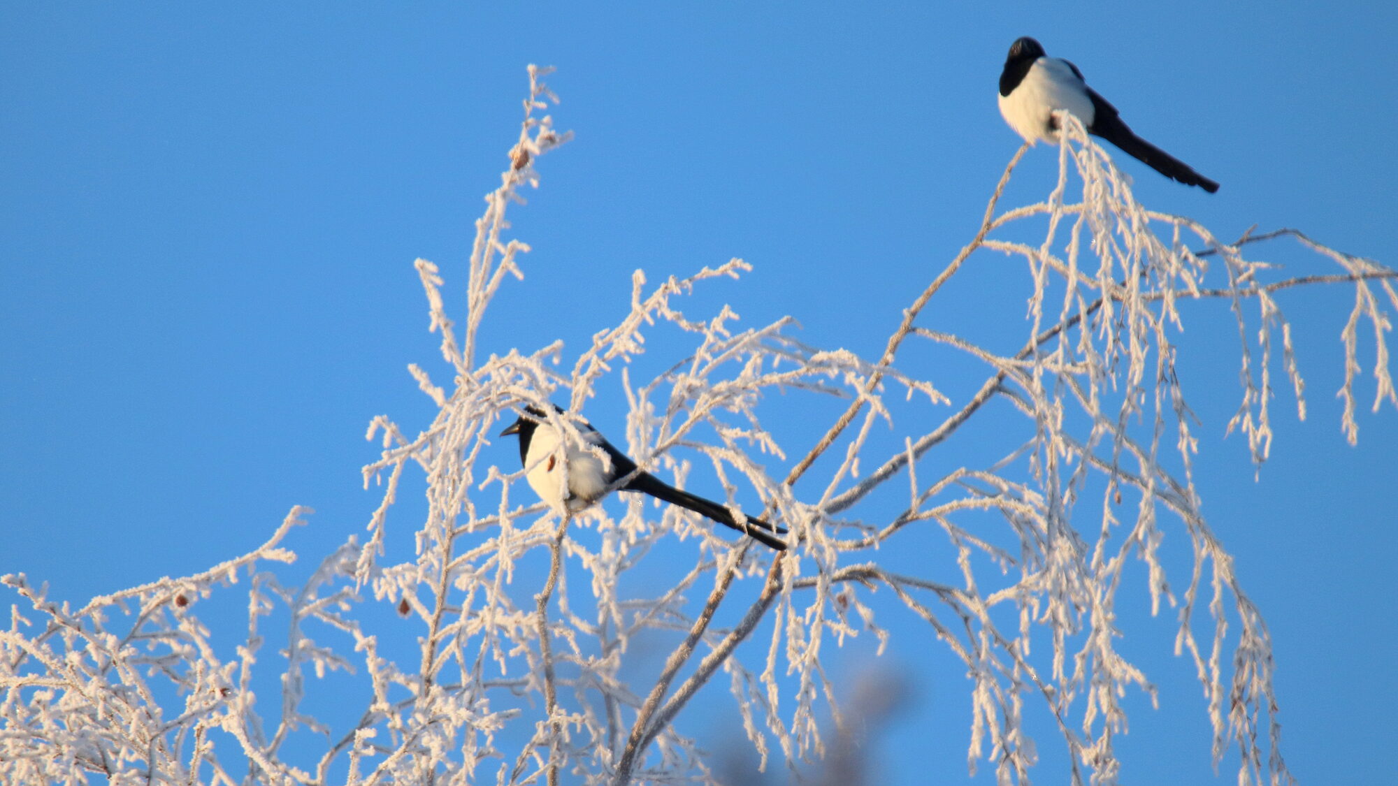 Valokuvaaja: sirpa Jyske