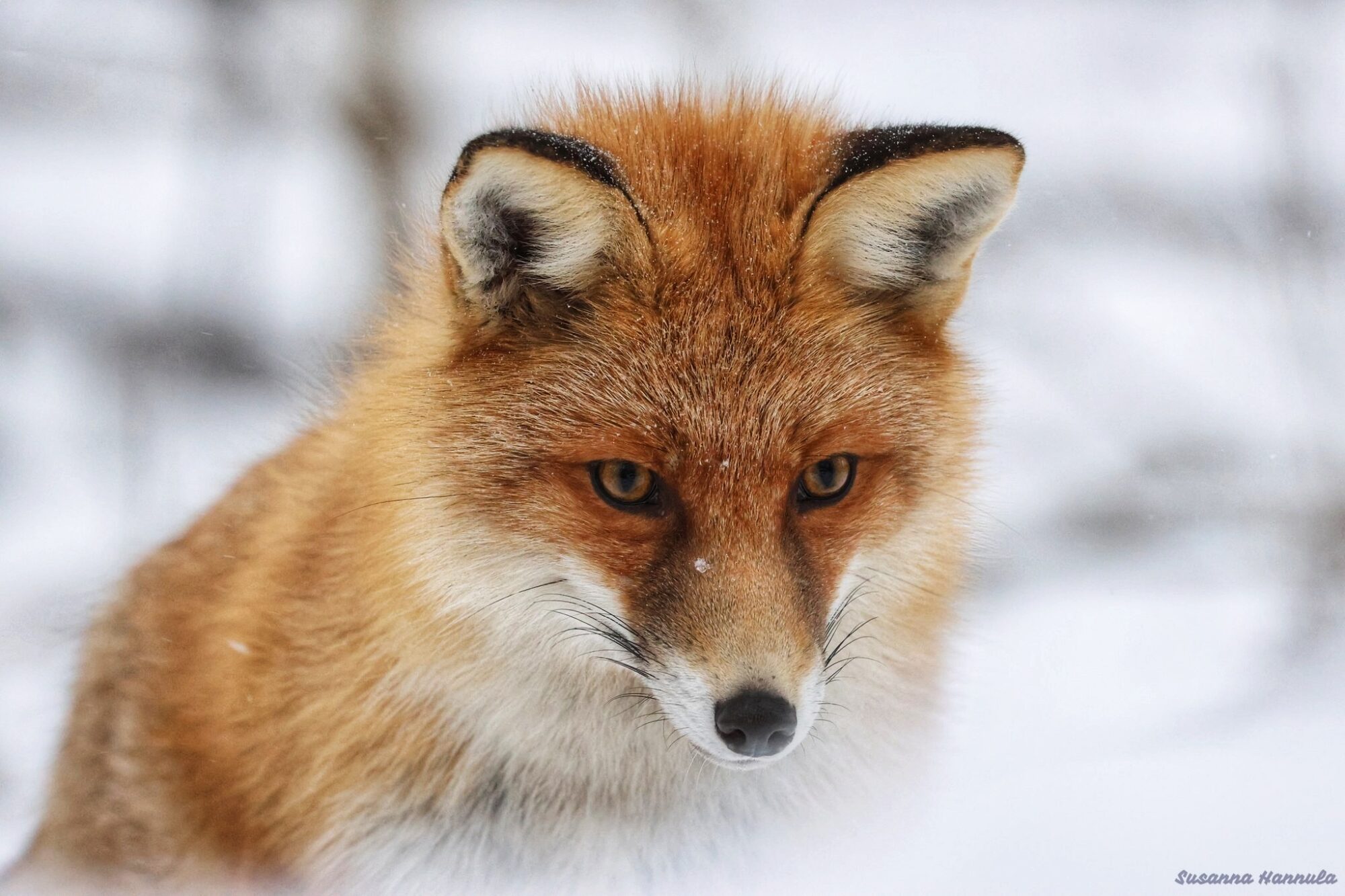 Valokuvaaja: Susanna Hannula