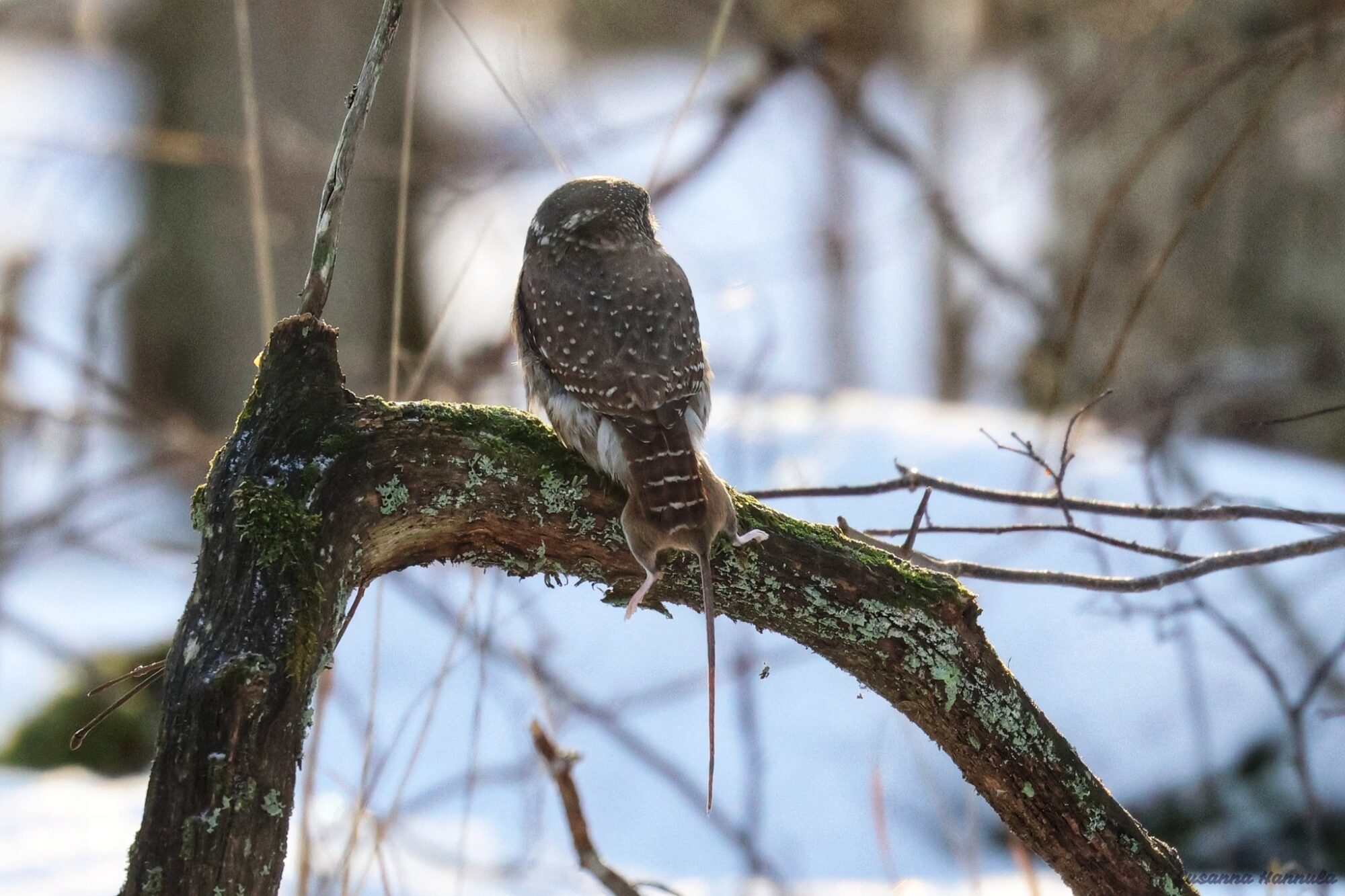 Valokuvaaja: Susanna Hannula