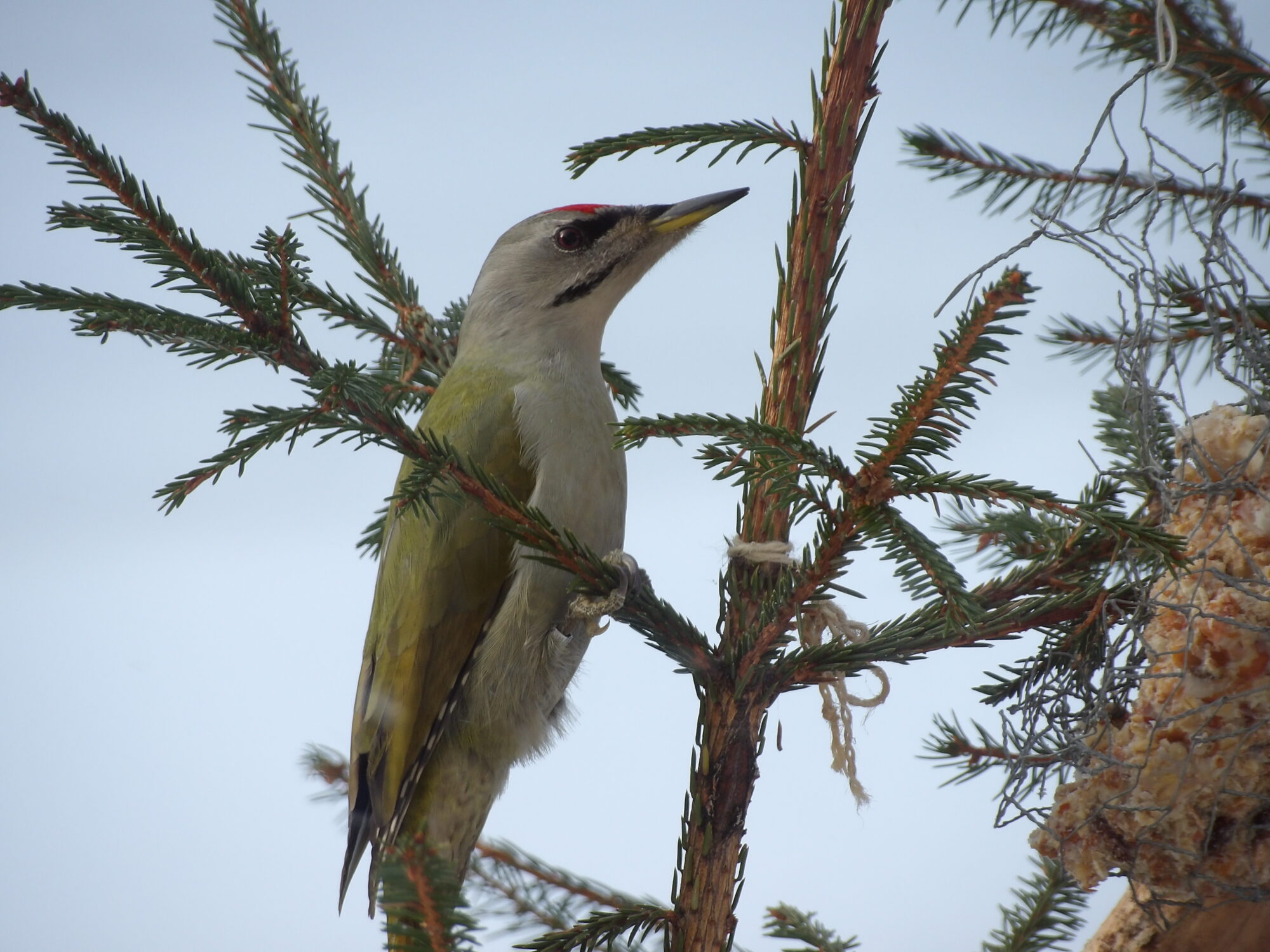 Valokuvaaja: Seppo Tahvanainen