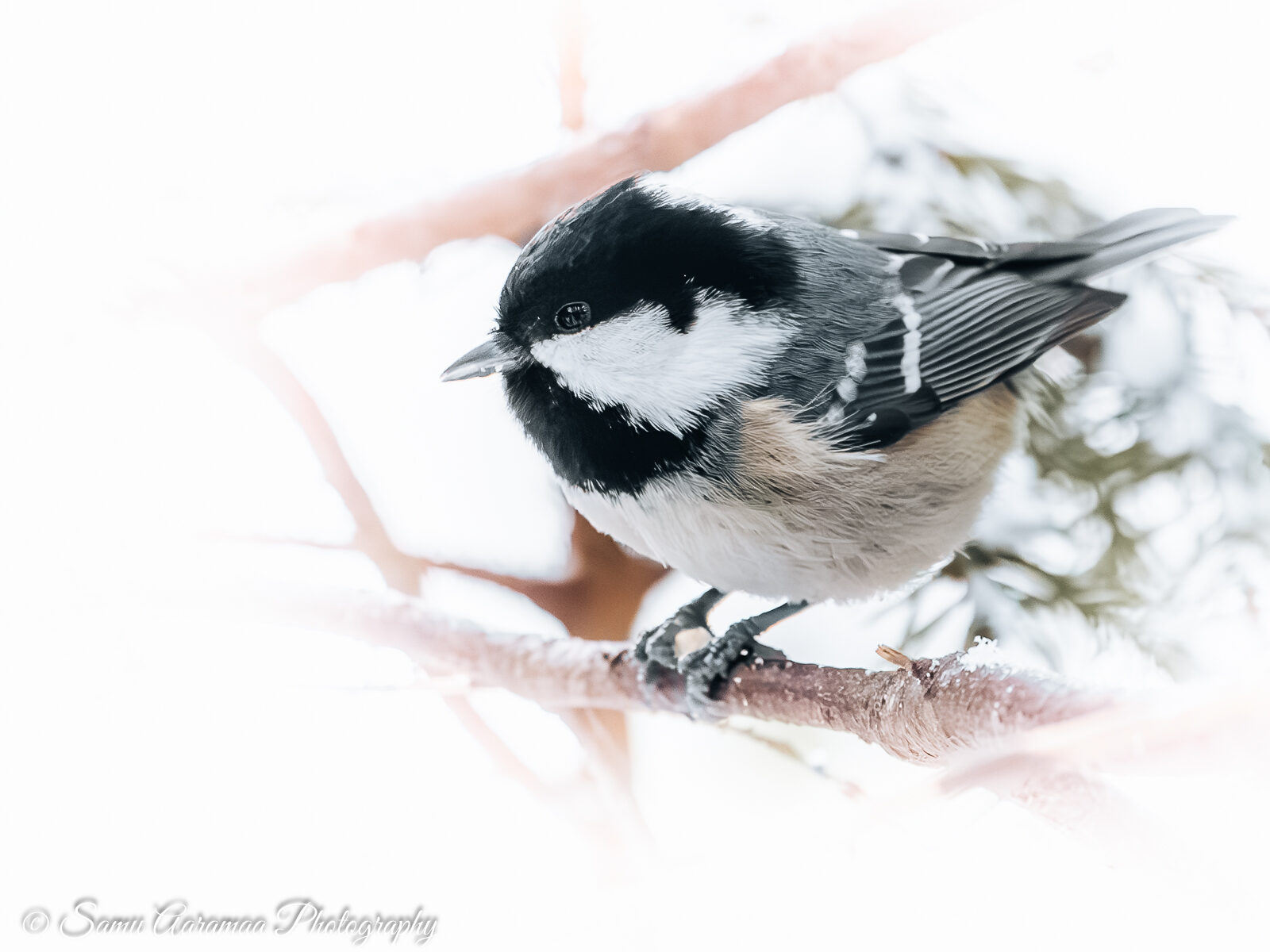 Valokuvaaja: Samu Aaramaa Photography
