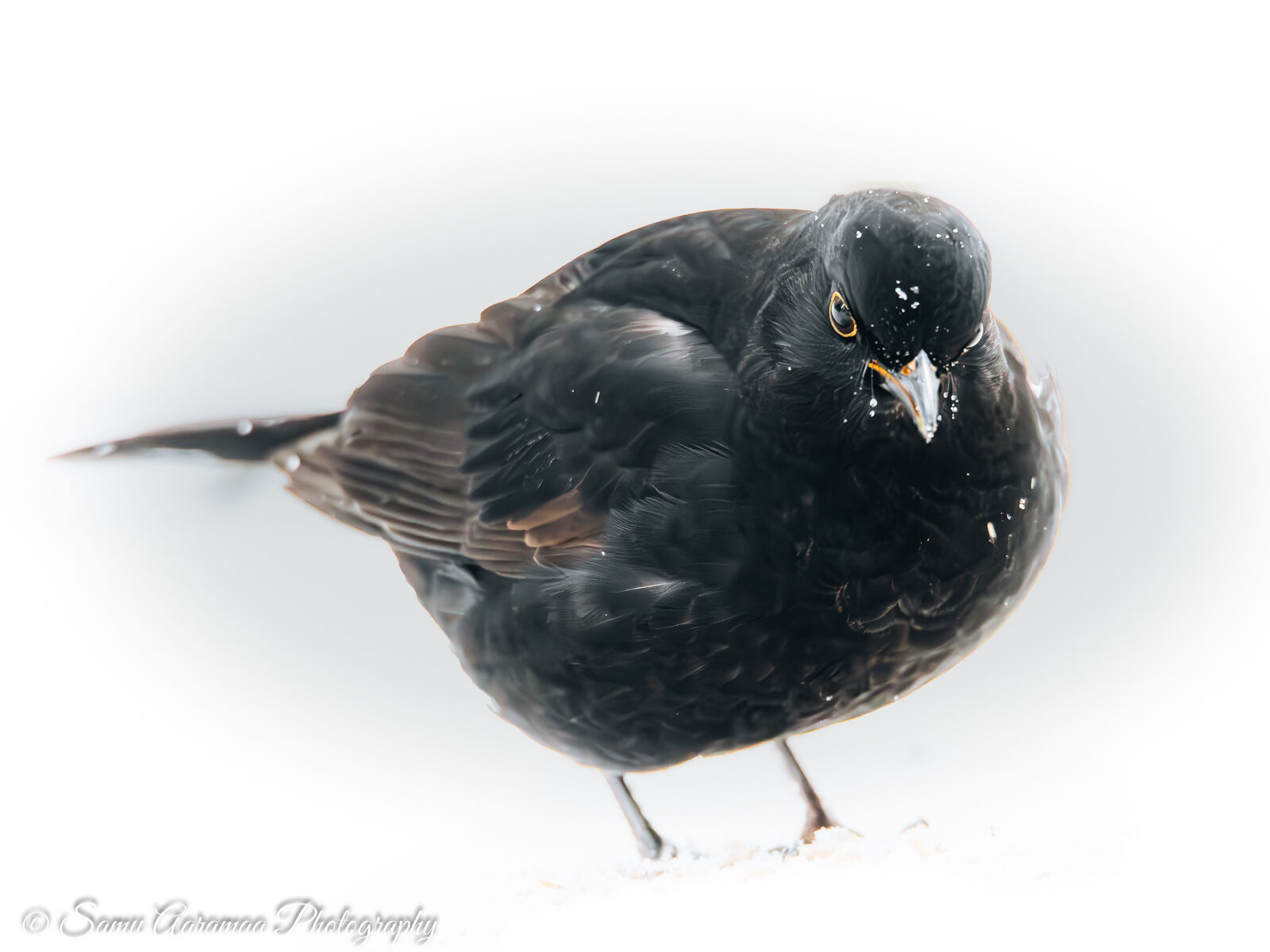 Valokuvaaja: Samu Aaramaa Photography