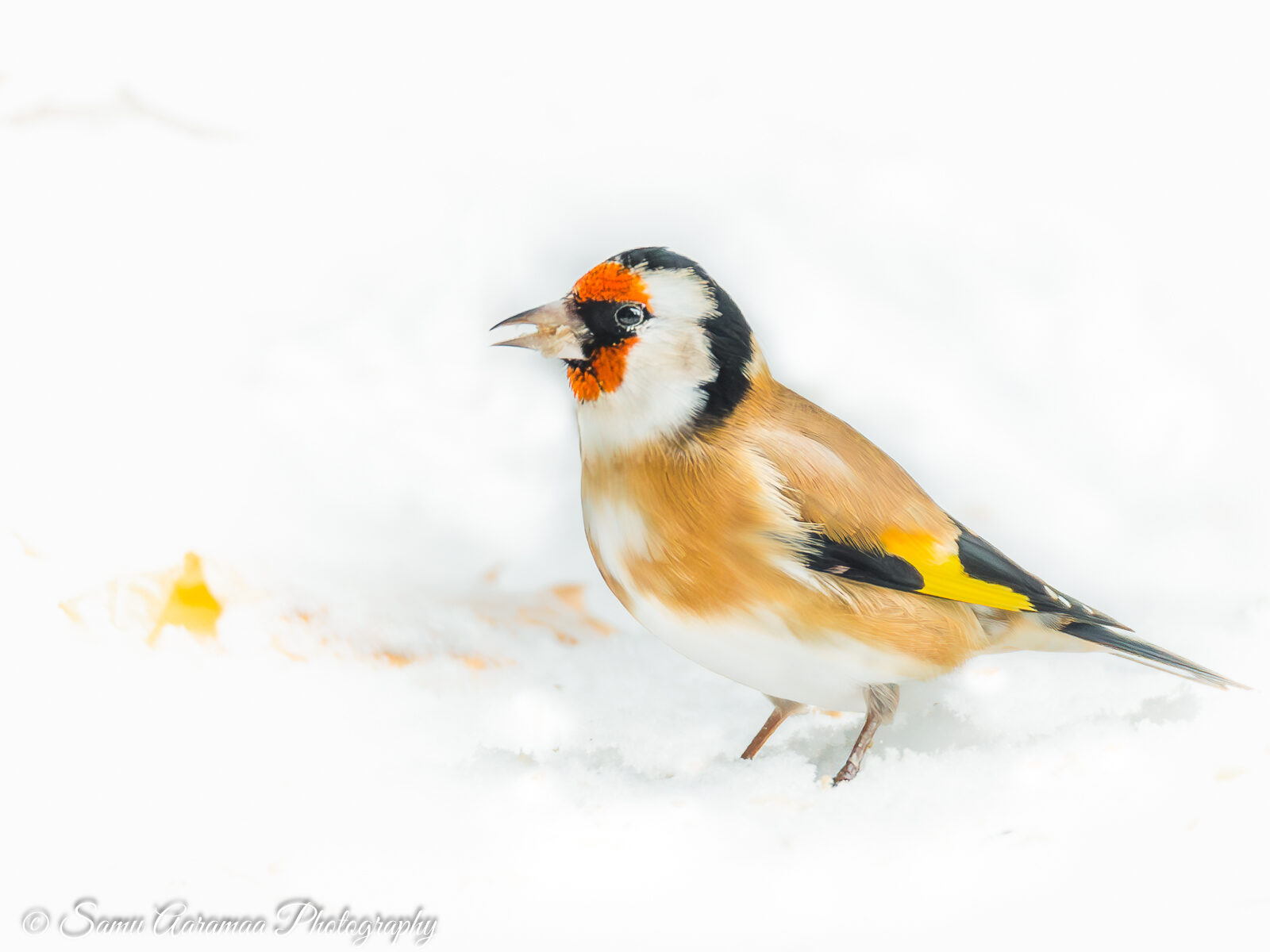 Valokuvaaja: Samu Aaramaa Photography