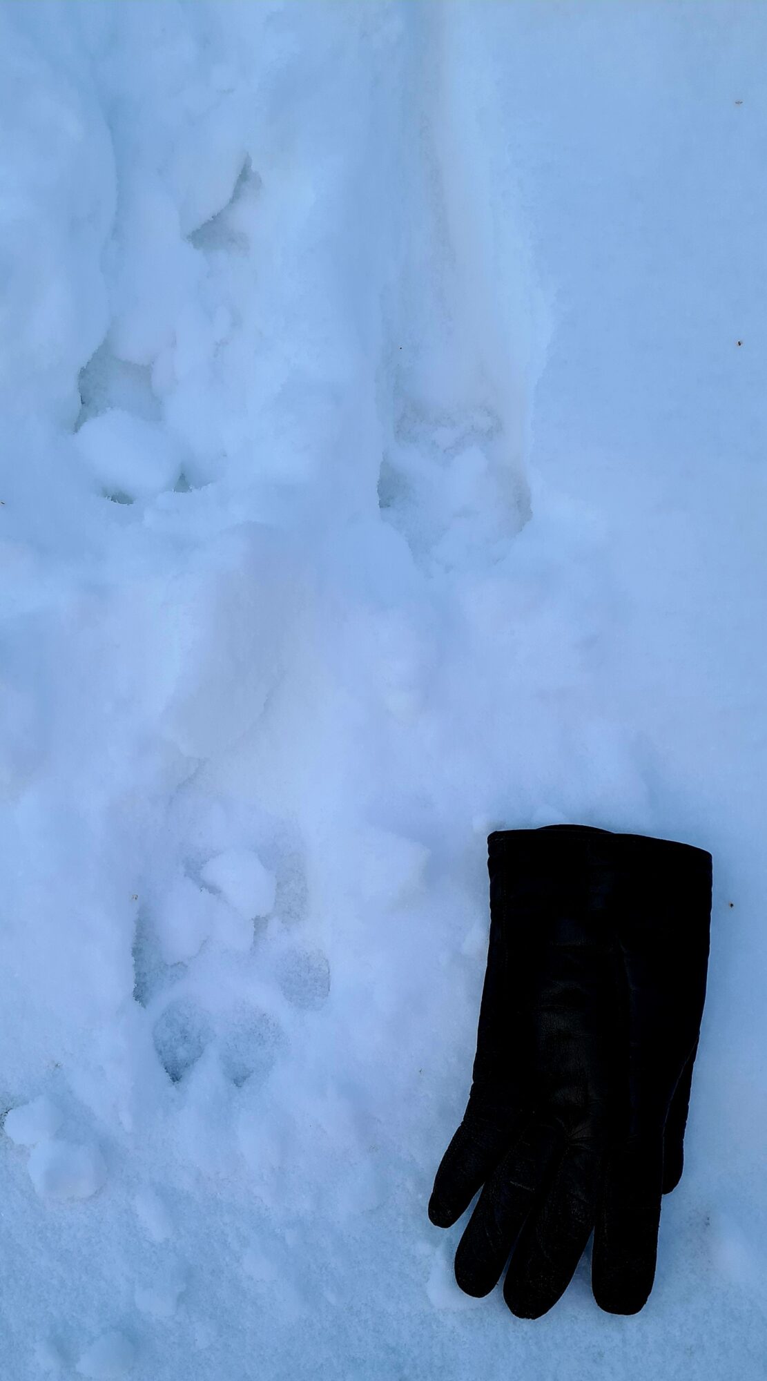 Valokuvaaja: Kaarina Walter