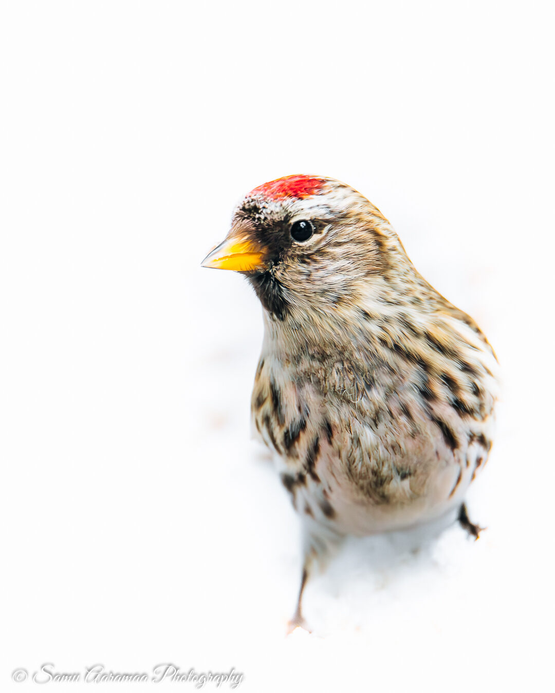 Valokuvaaja: Samu Aaramaa