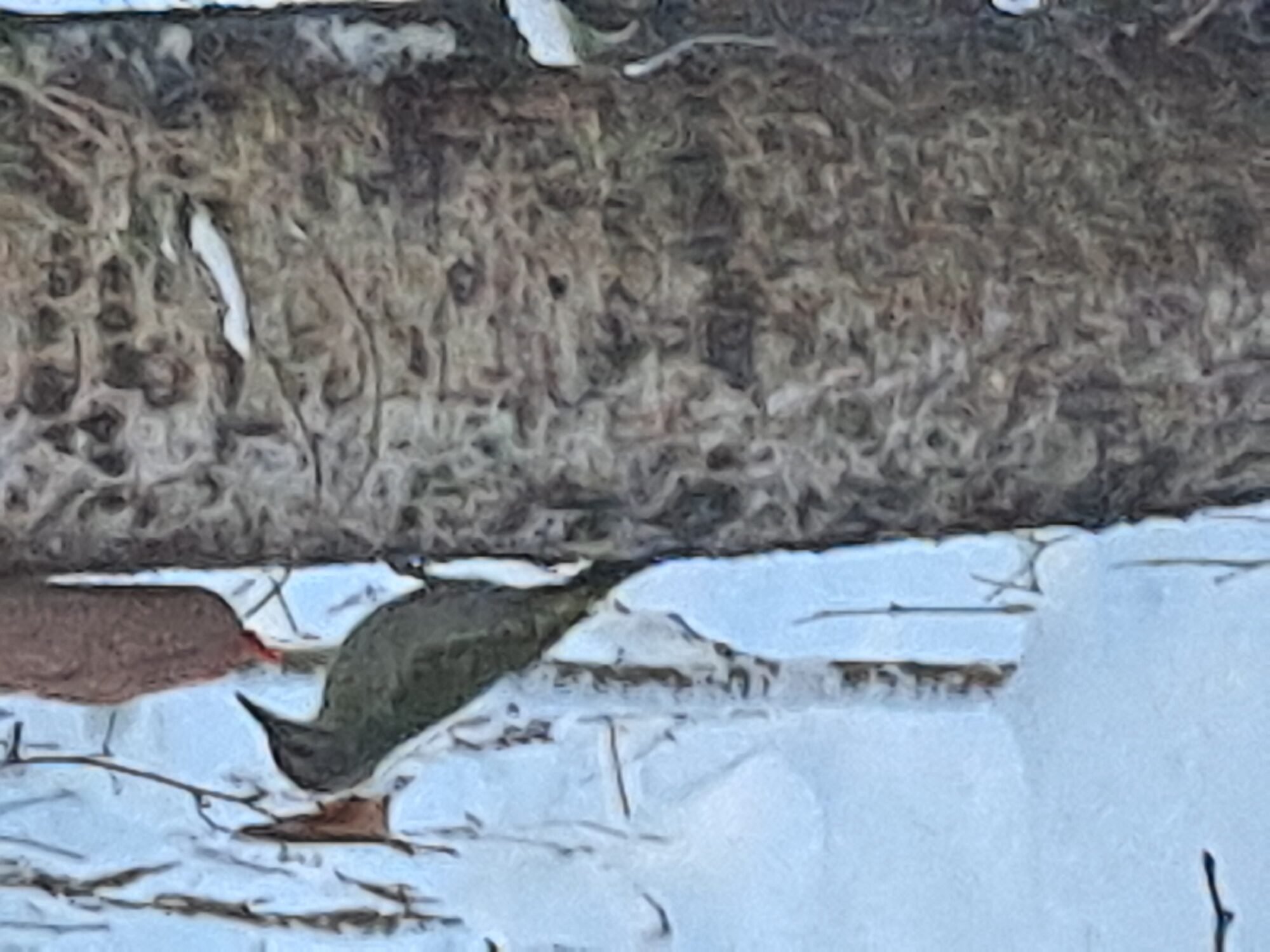 Valokuvaaja: Satu Suuntala