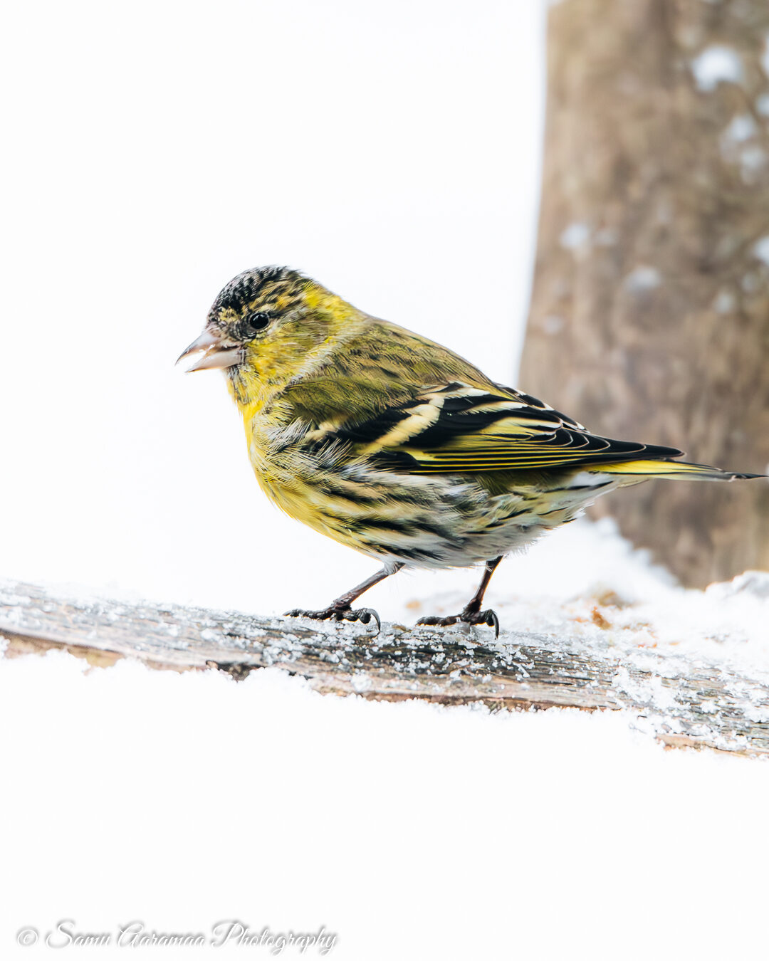 Valokuvaaja: Samu Aaramaa
