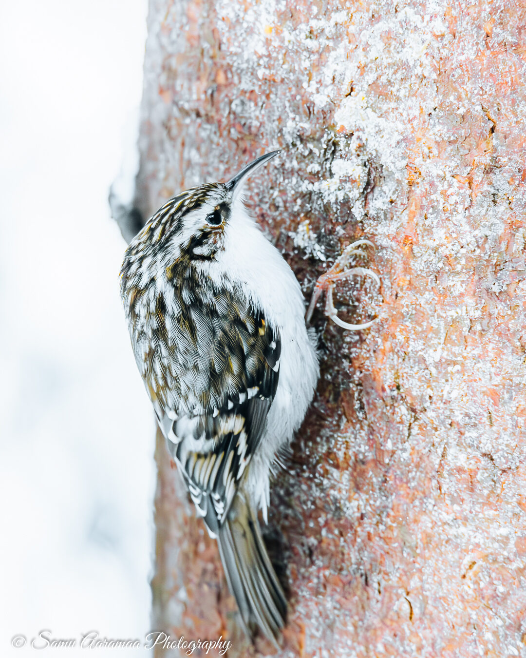 Valokuvaaja: Samu Aaramaa