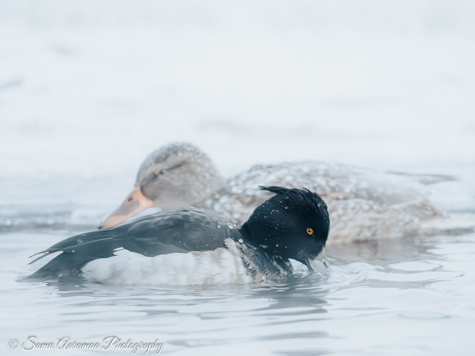 Valokuvaaja: Samu Aaramaa