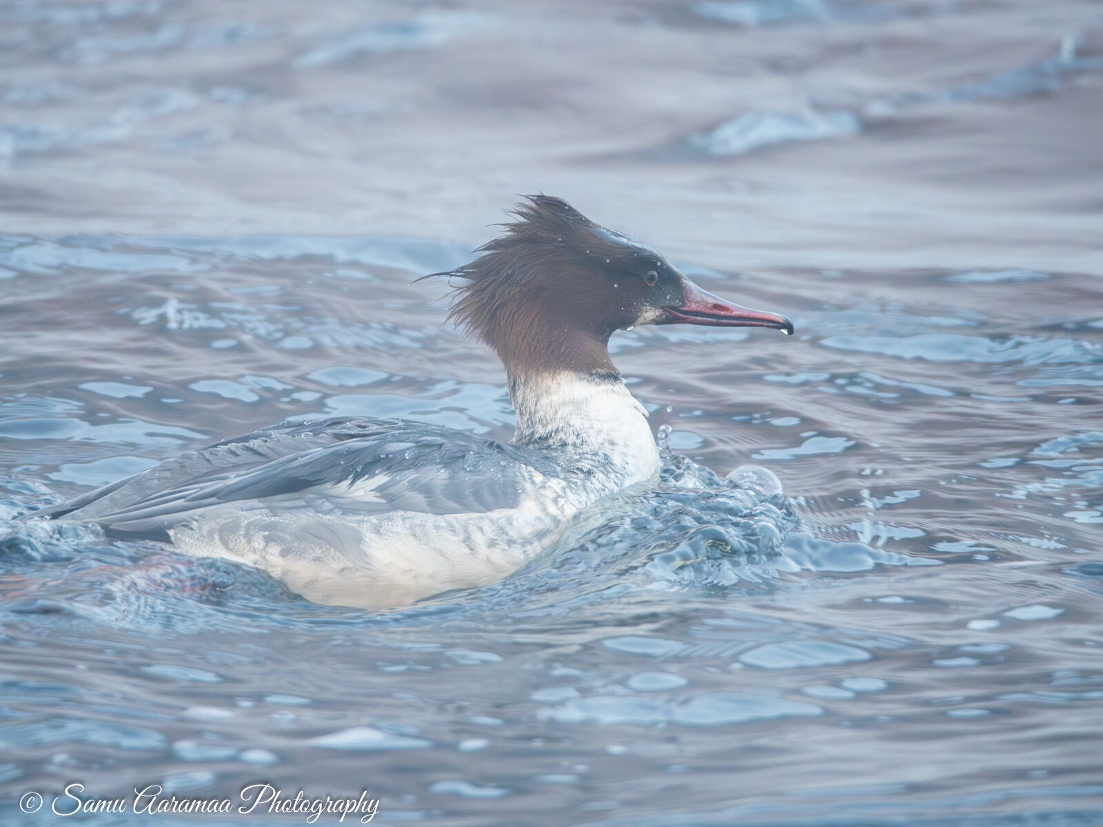 Valokuvaaja: Samu Aaramaa Valokuvaaja: Samu Aaramaa