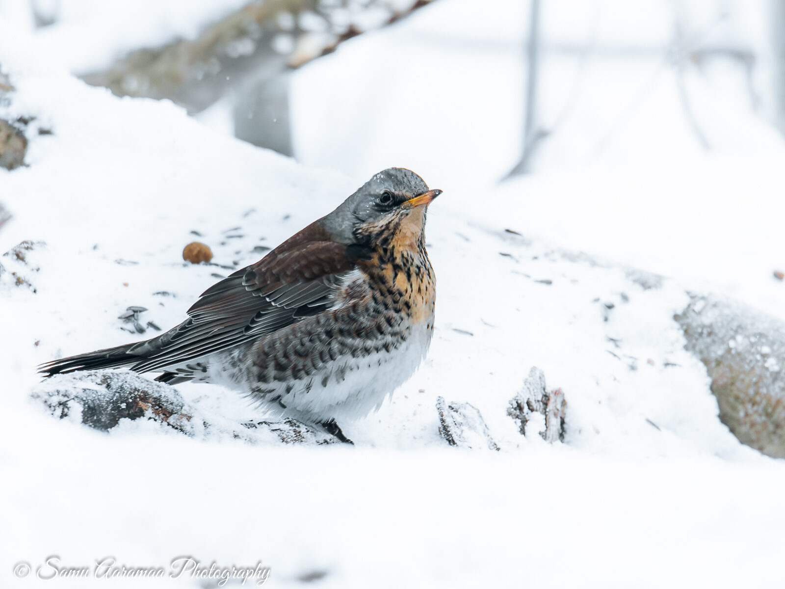 Valokuvaaja: Samu Aaramaa