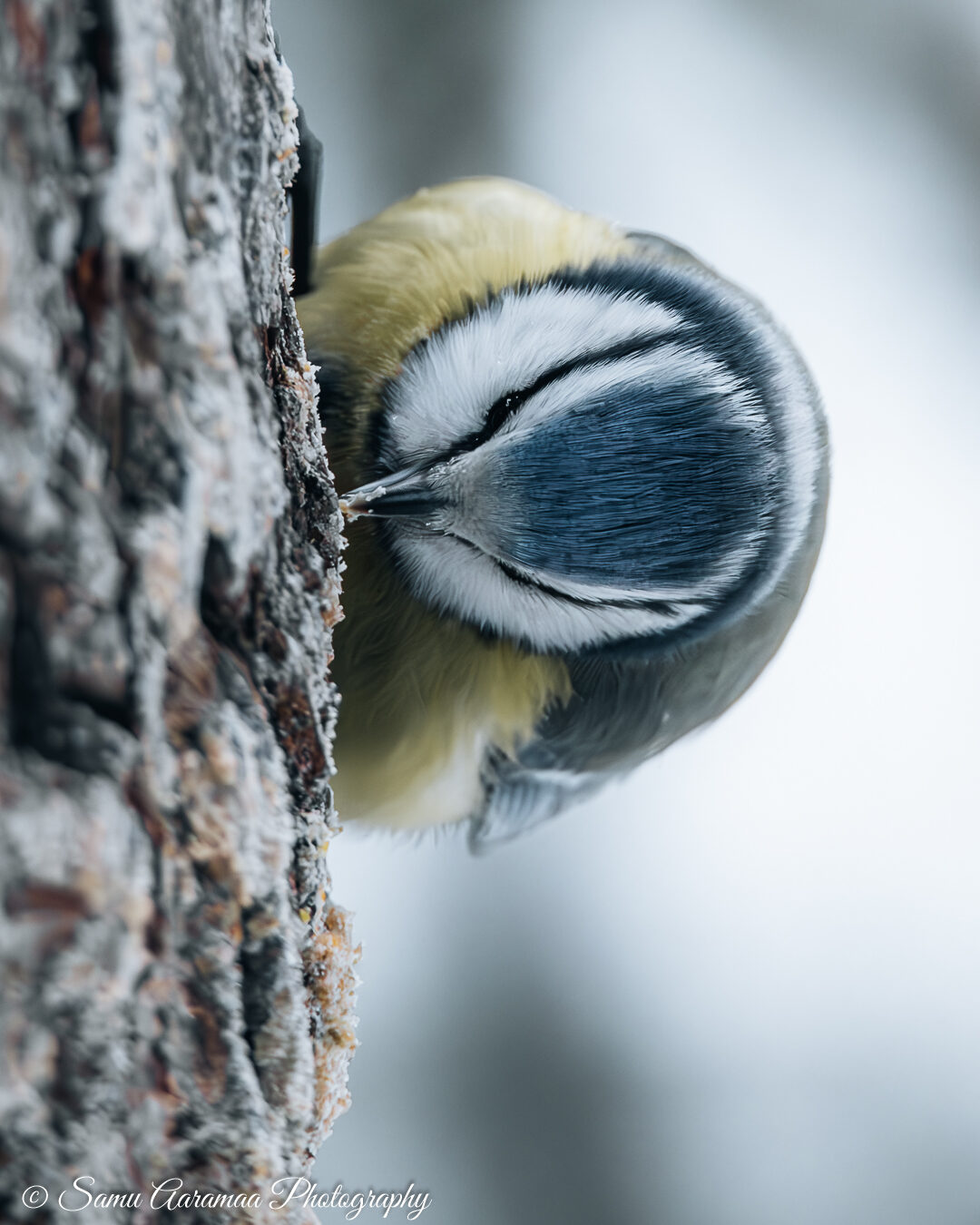 Valokuvaaja: Samu Aaramaa Valokuvaaja: Samu Aaramaa