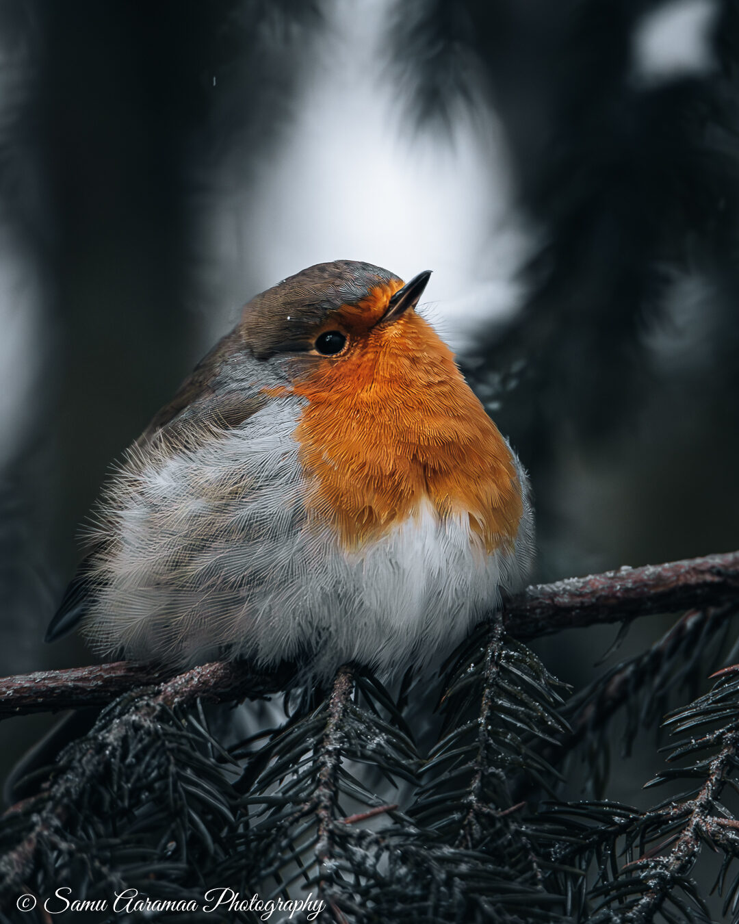 Valokuvaaja: Samu Aaramaa