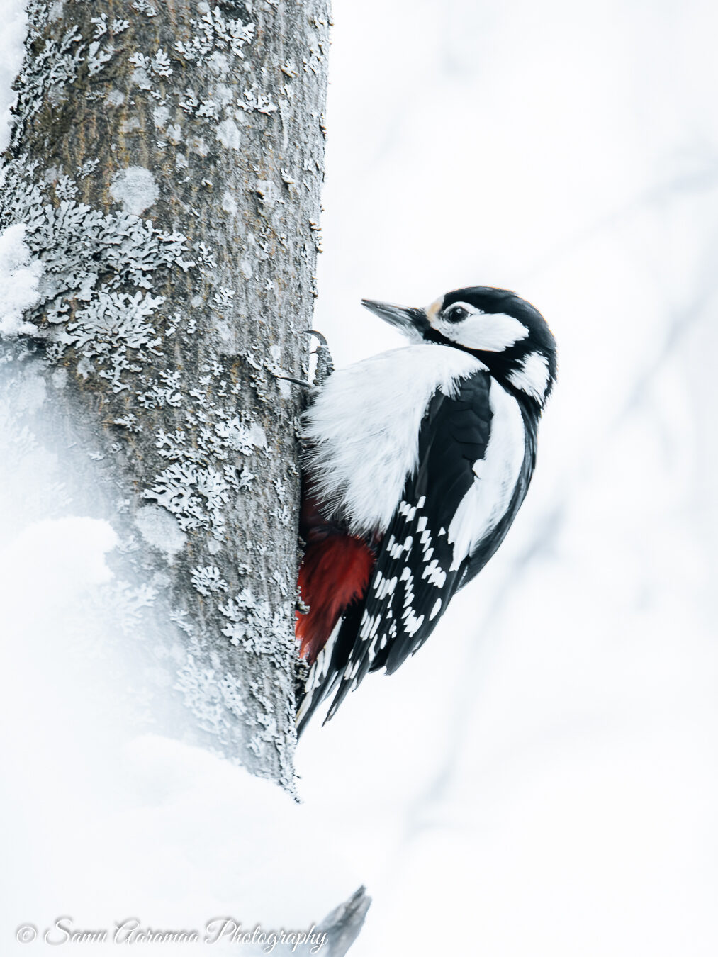 Valokuvaaja: Samu Aaramaa