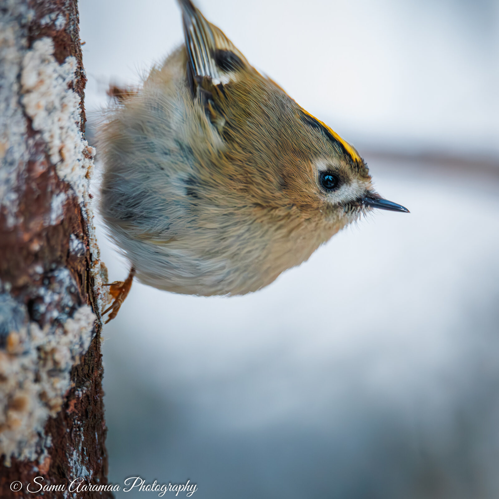 Valokuvaaja: Samu Aaramaa Valokuvaaja: Samu Aaramaa