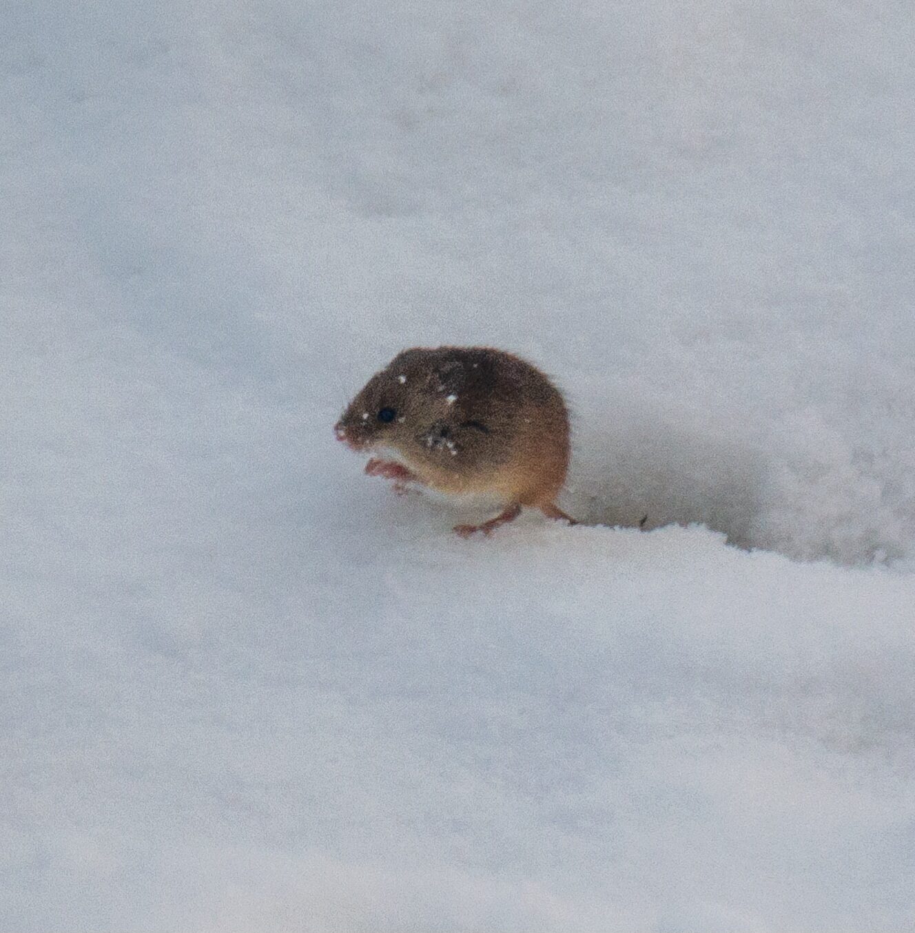 Valokuvaaja: Helena Minkkilä
