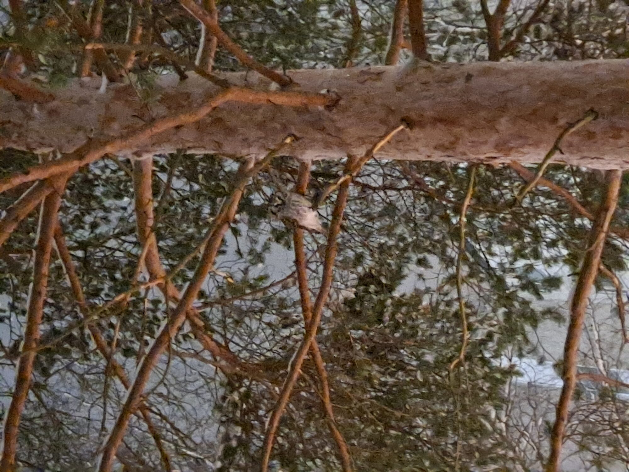 Valokuvaaja: Satu Suuntala Valokuvaaja: Satu Suuntala