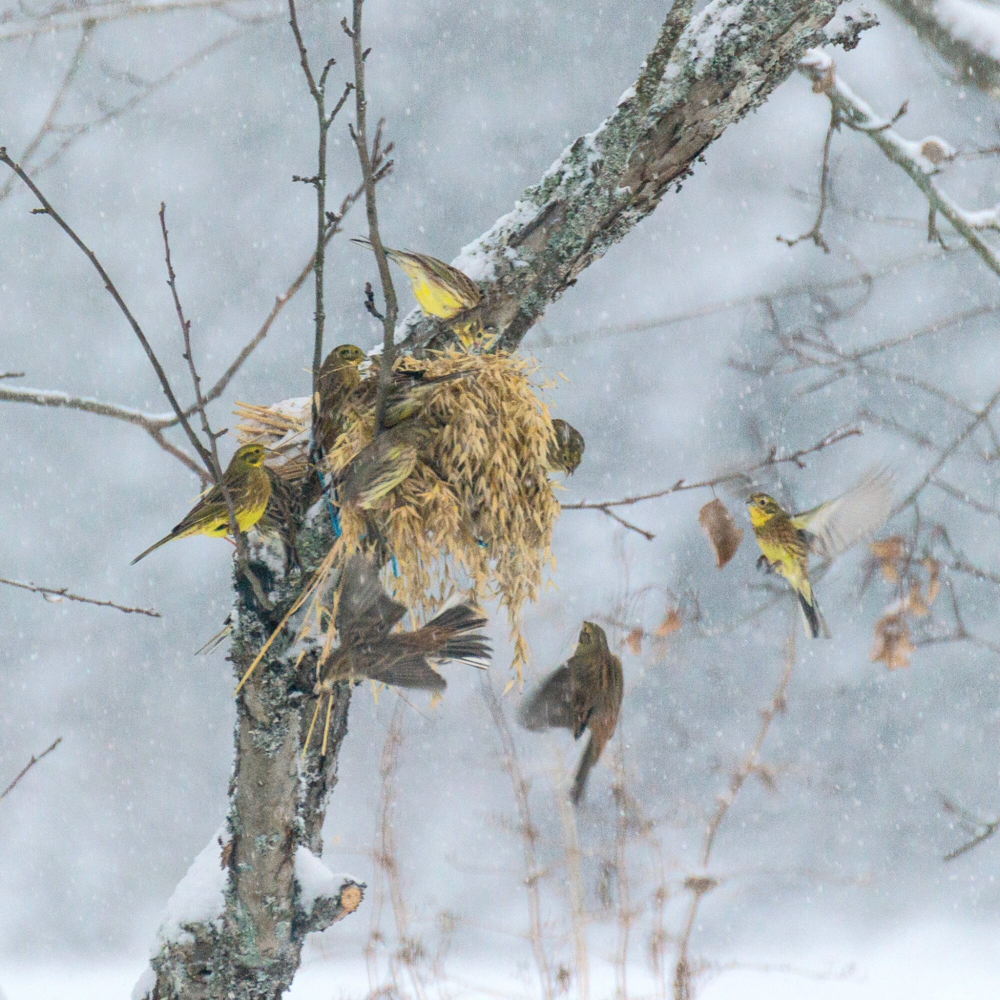Valokuvaaja: Helena Minkkilä