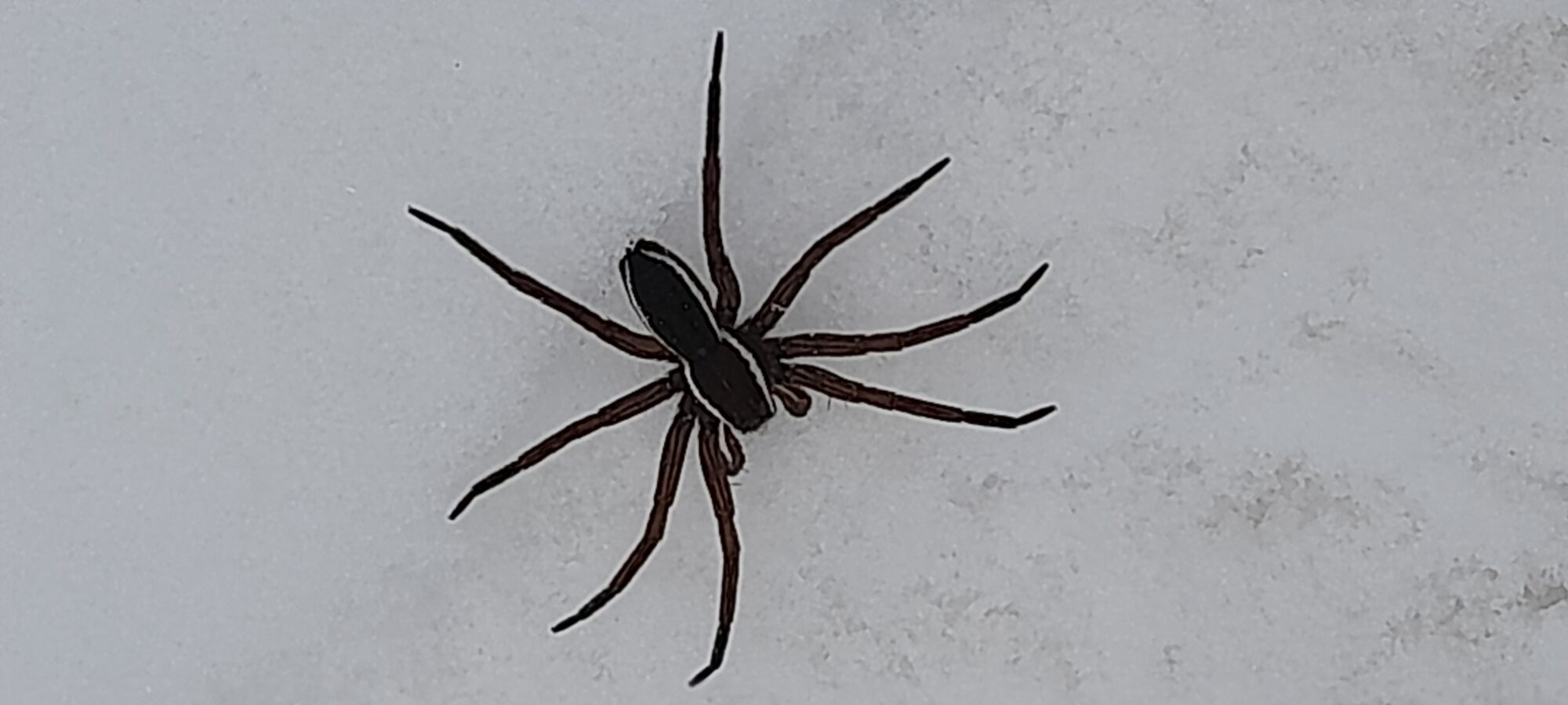 Valokuvaaja: Paula Kareinen