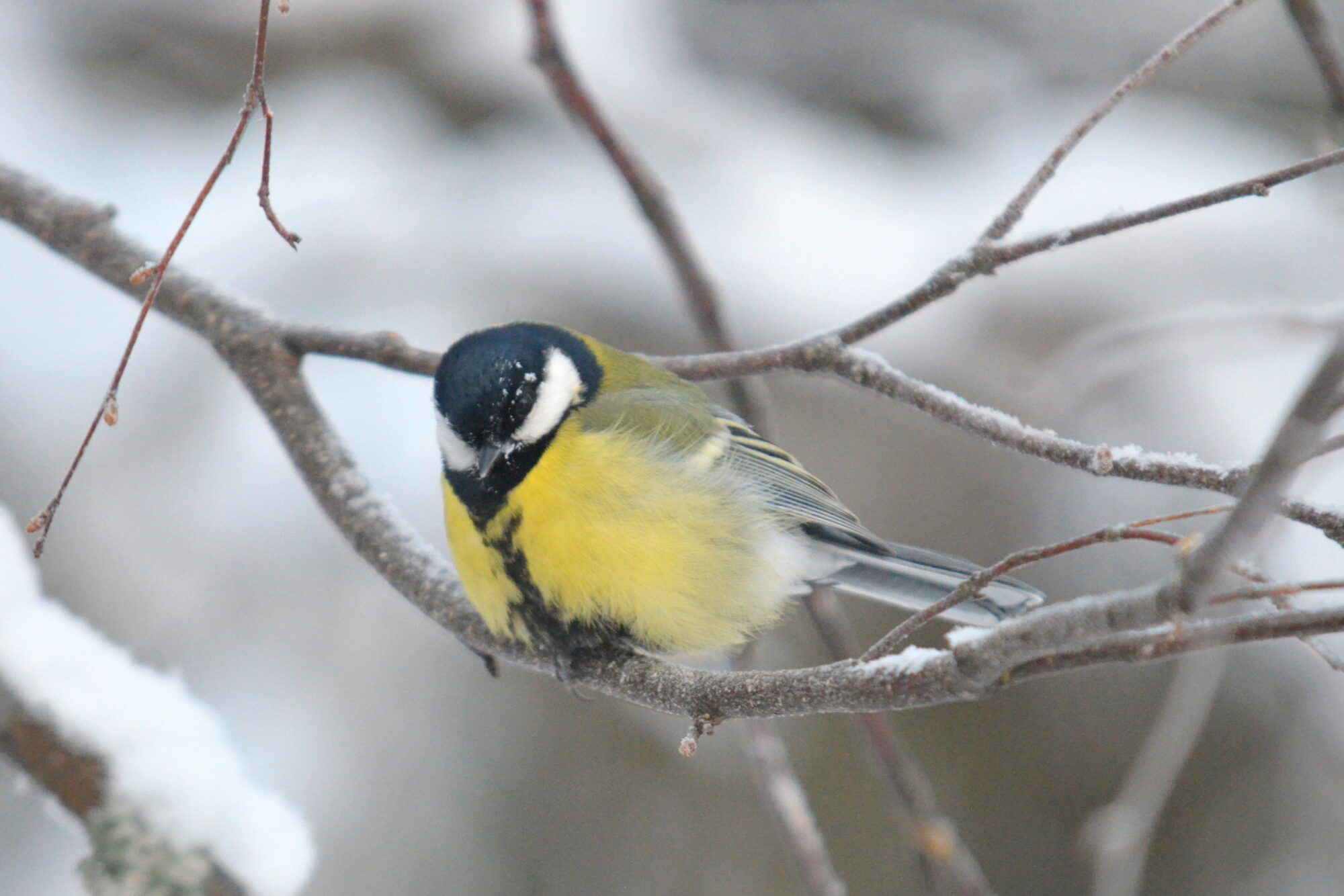 Valokuvaaja: Kaarlo Asikainen
