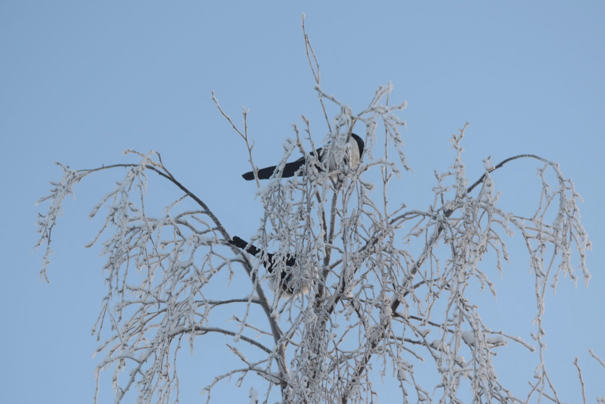 Valokuvaaja: Kaarlo Asikainen