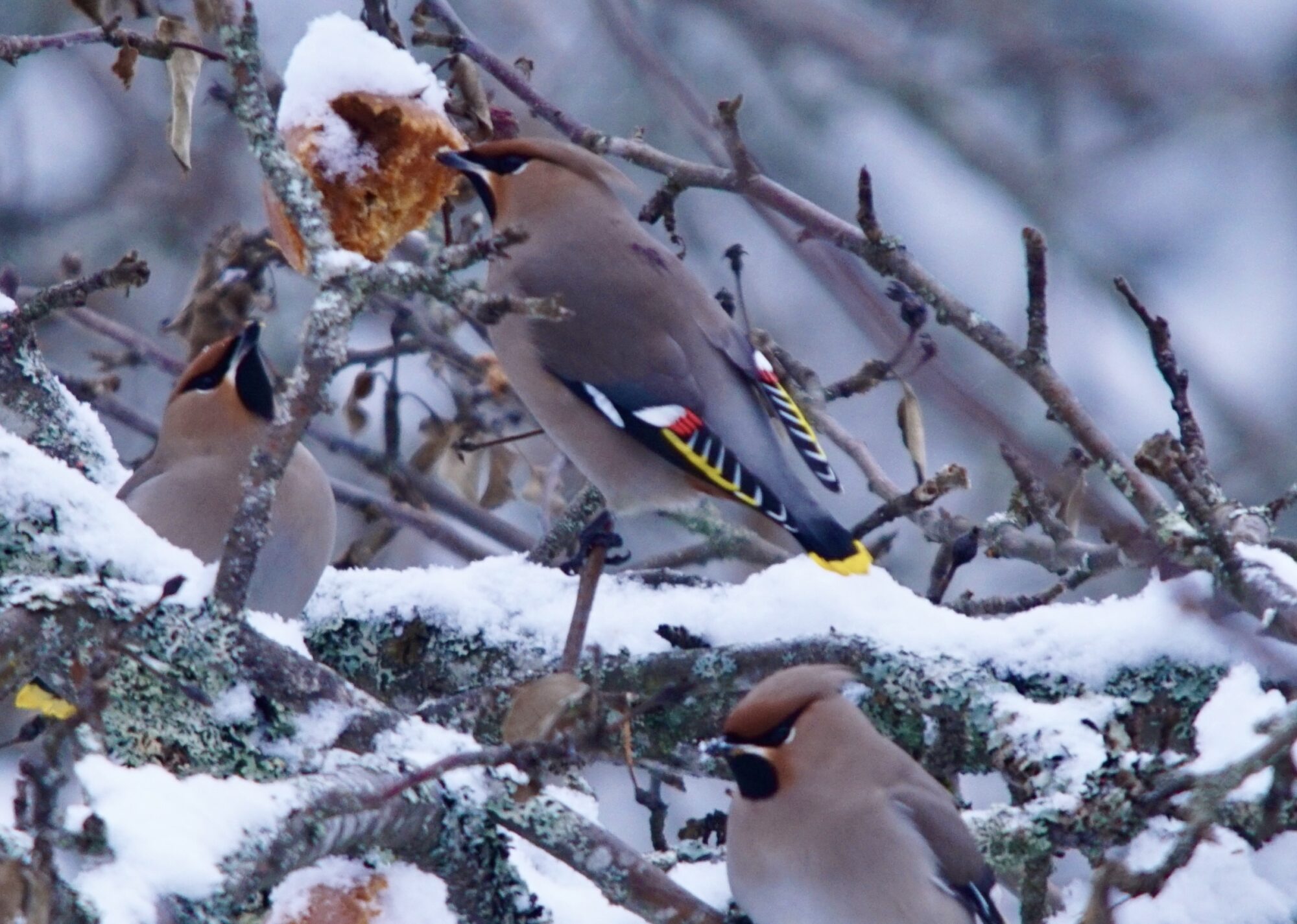 Valokuvaaja: Markku Ranta-Eilola