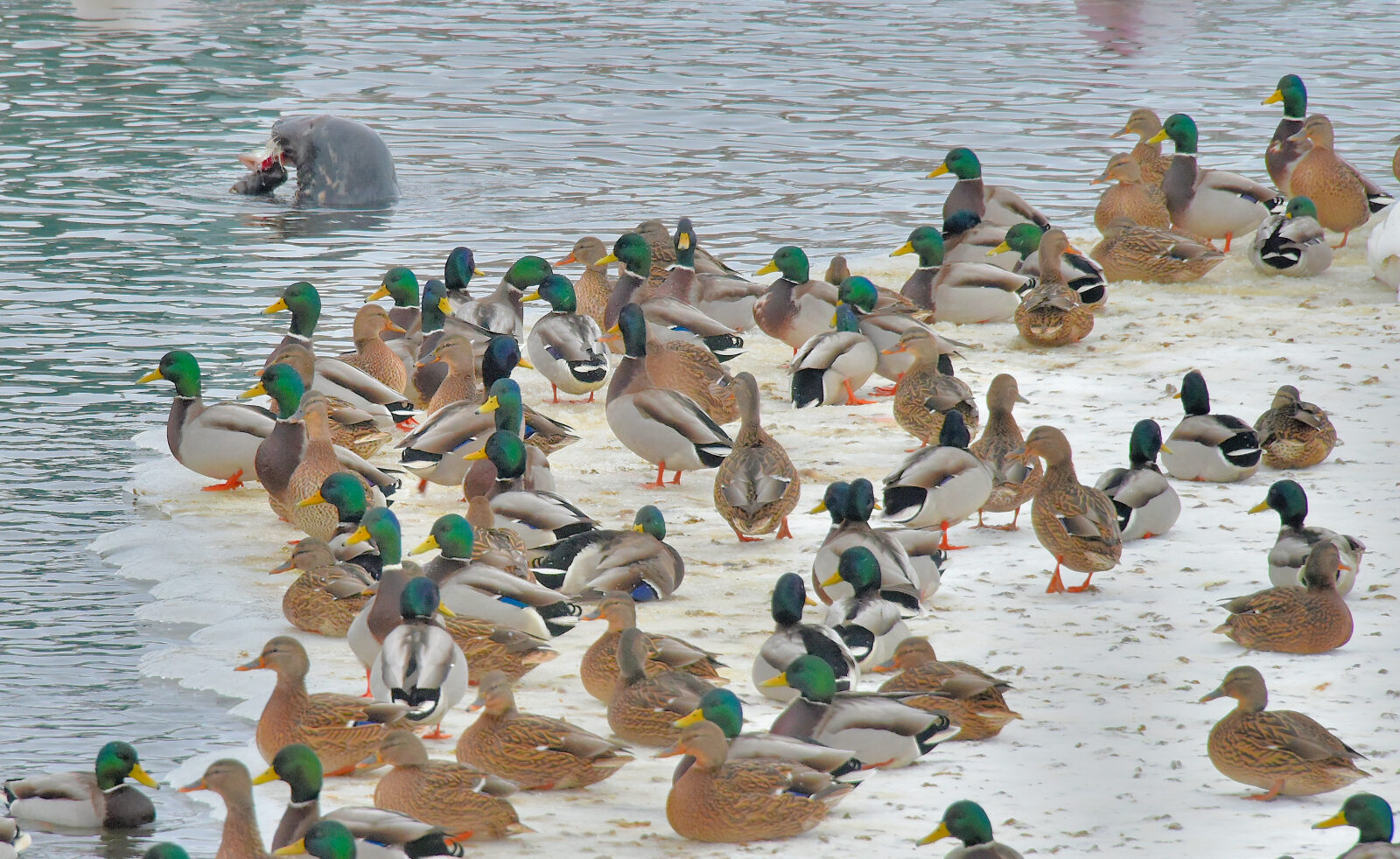 Valokuvaaja: Reijo juurinen Valokuvaaja: Reijo juurinen
