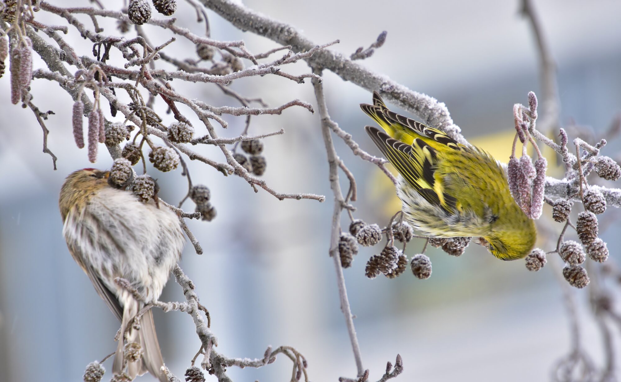 Valokuvaaja: Markku Pelkonen