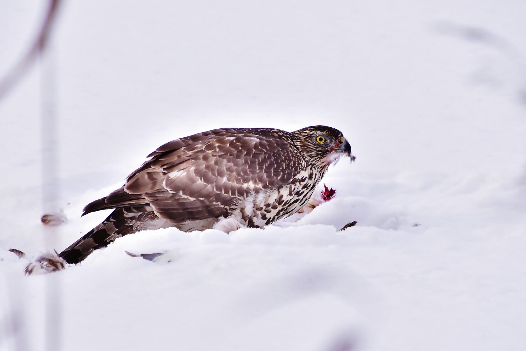 Valokuvaaja: Markku Pelkonen