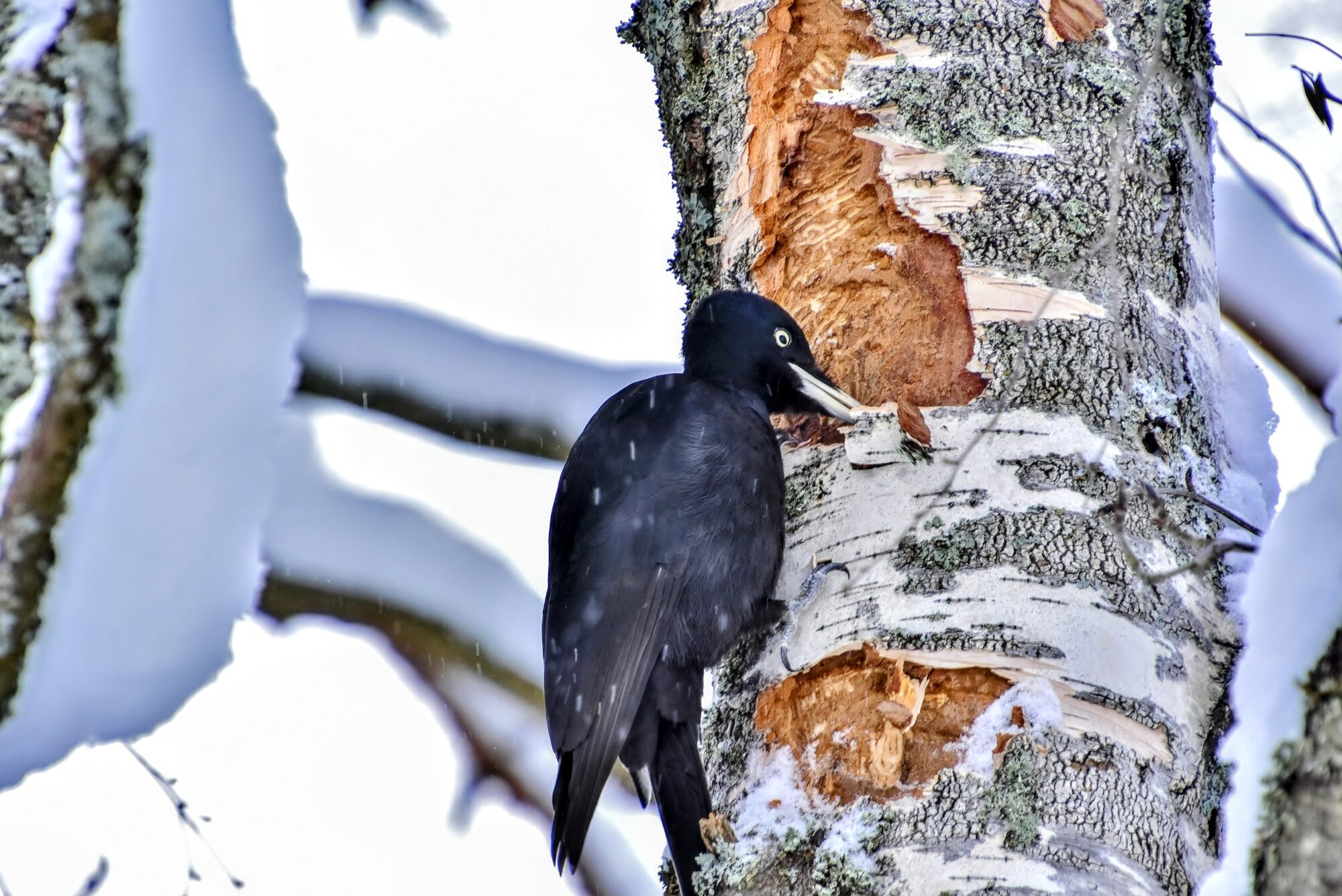 Valokuvaaja: Markku Pelkonen