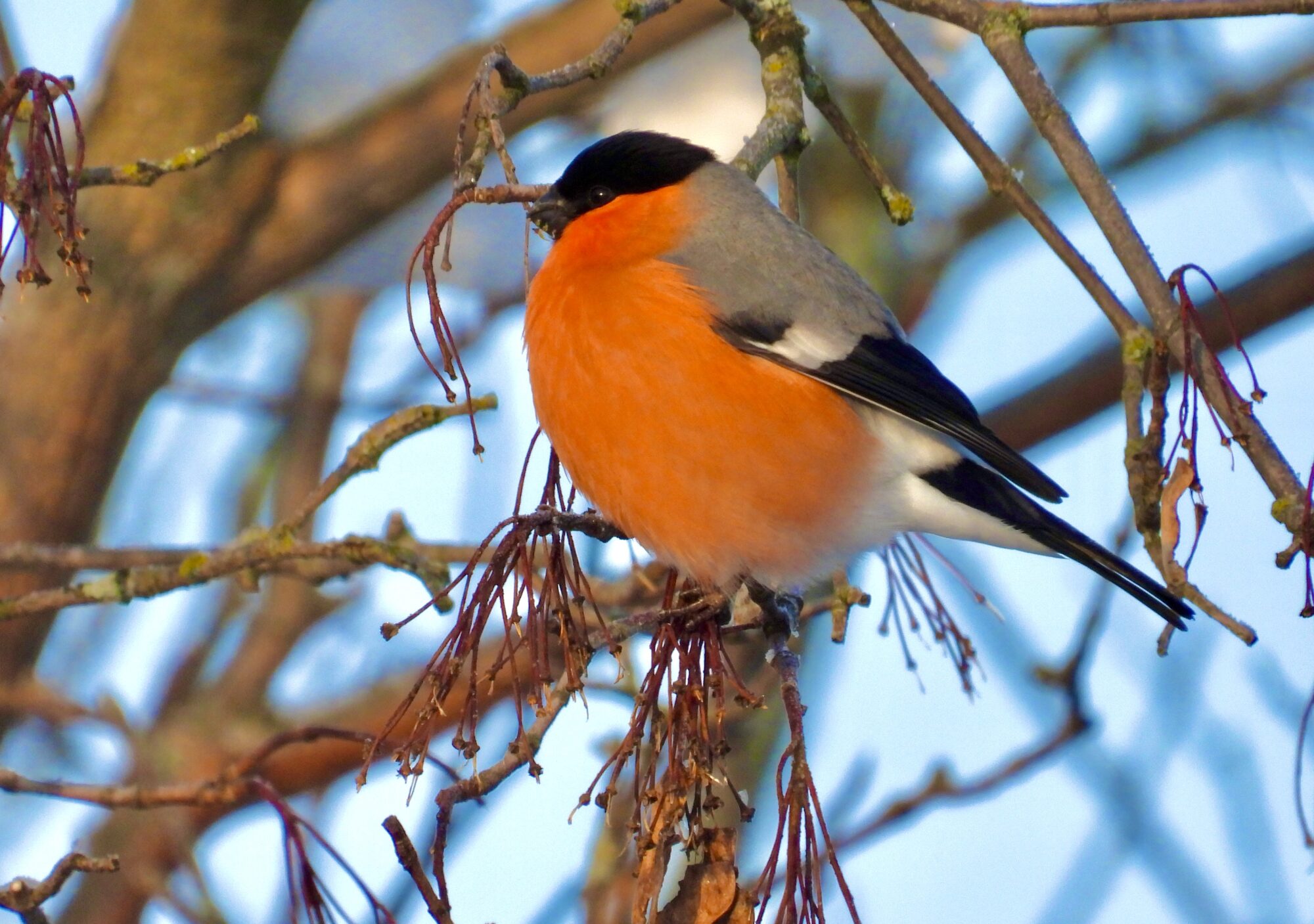 Valokuvaaja: Juhani Peltonen