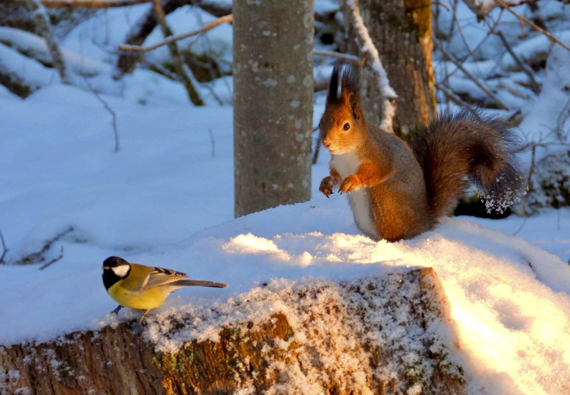 Valokuvaaja: Juhani Peltonen