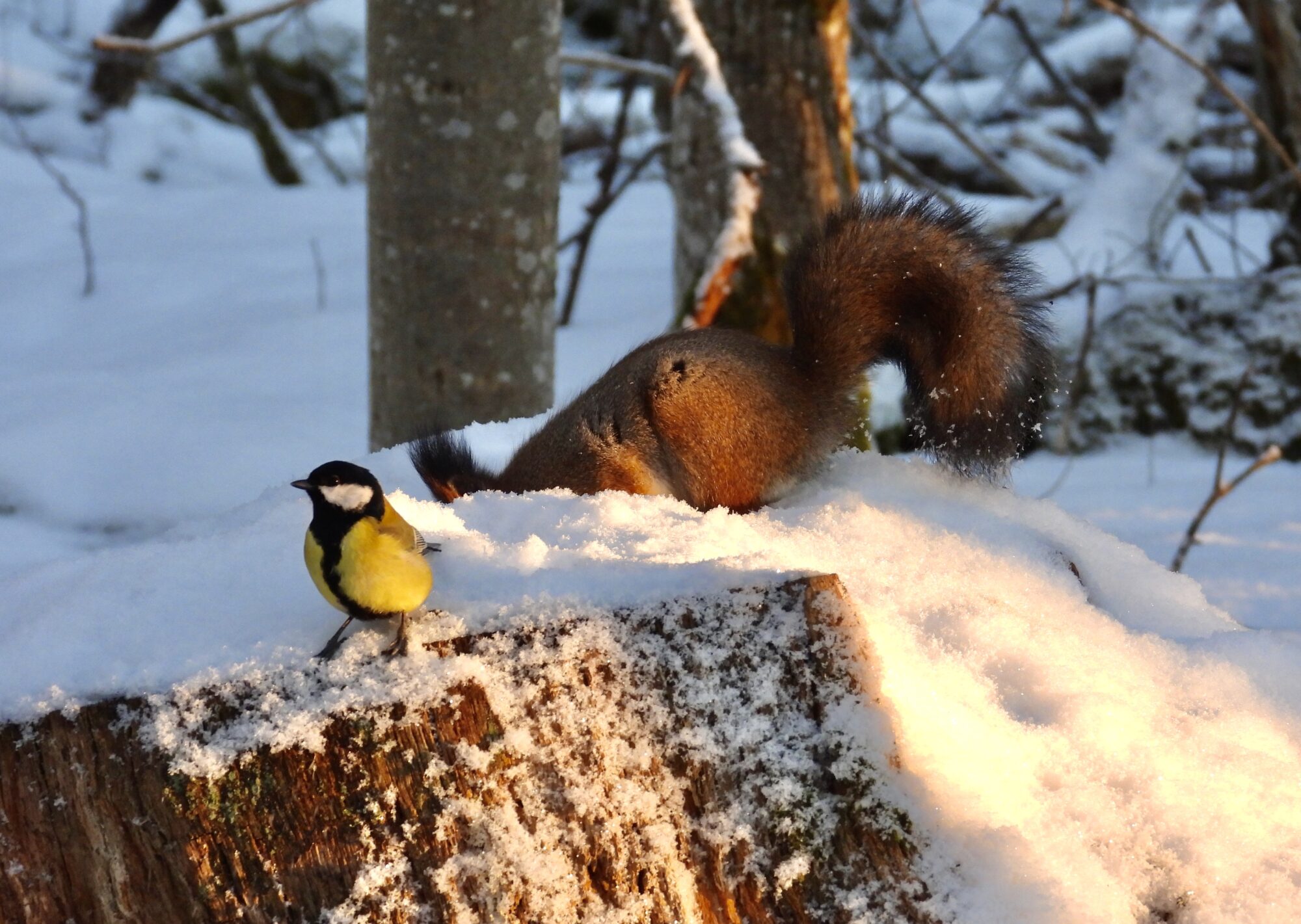 Valokuvaaja: Juhani Peltonen