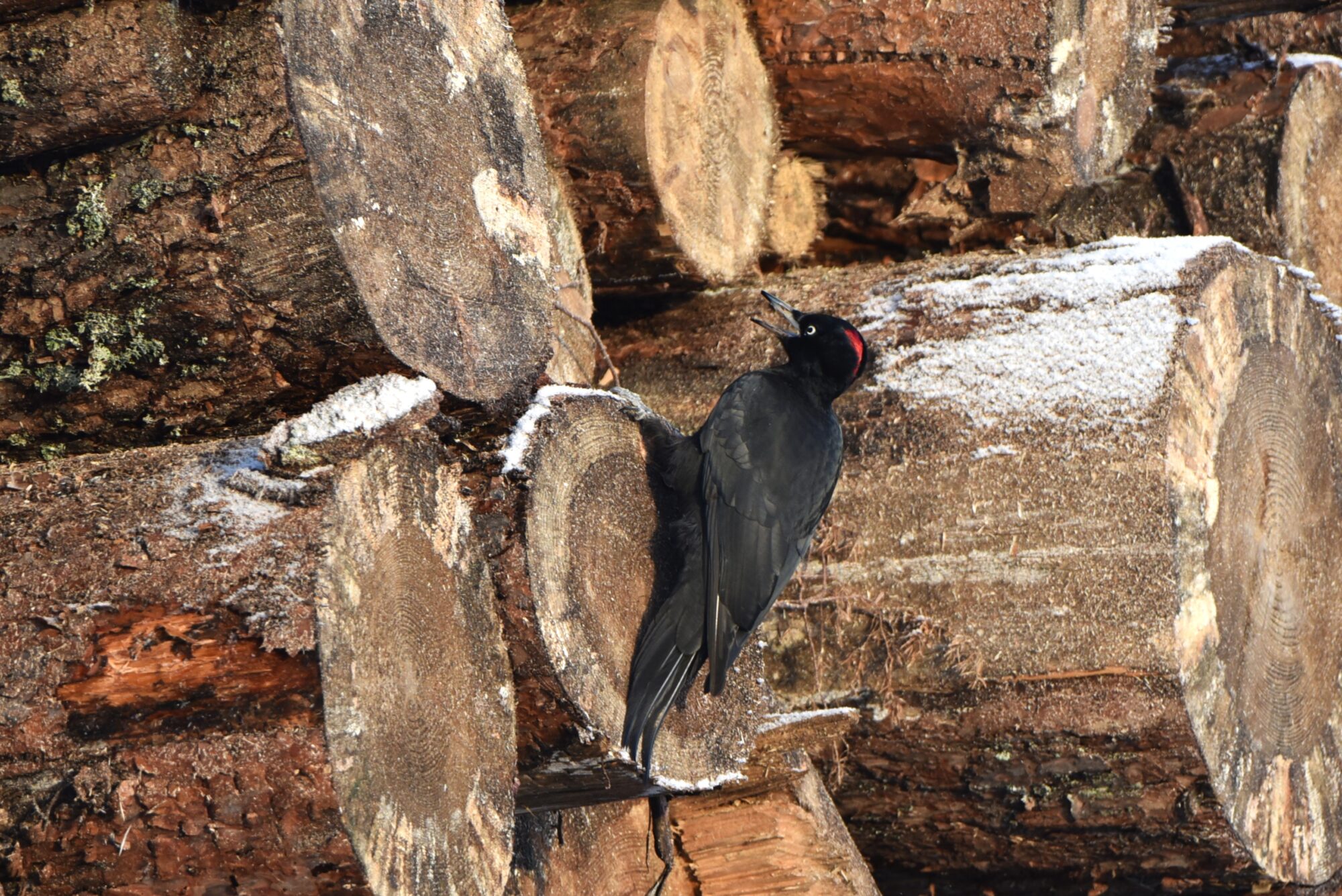 Valokuvaaja: Maarit Siitonen