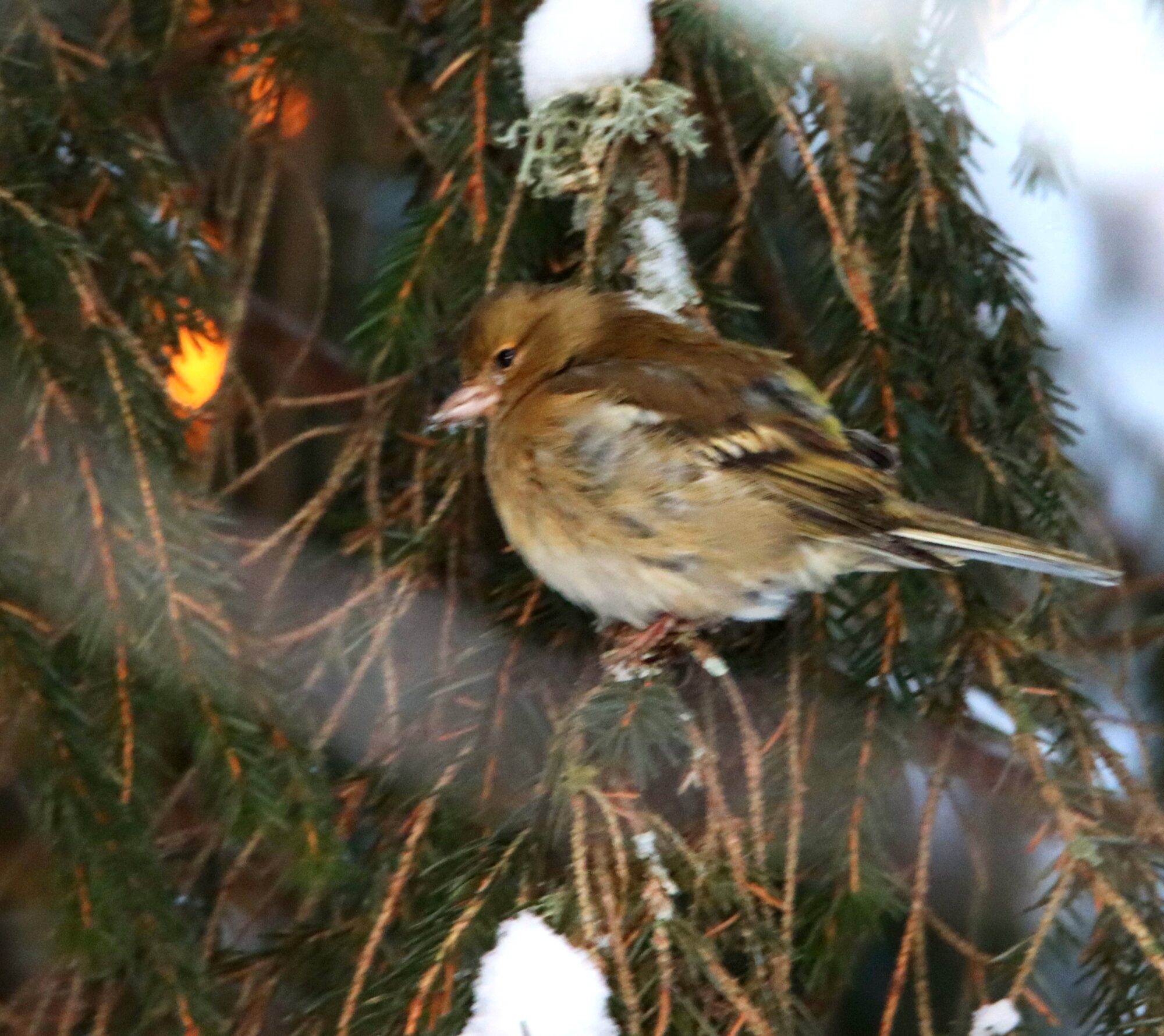 Valokuvaaja: Irja Lehtinen Valokuvaaja: Irja Lehtinen