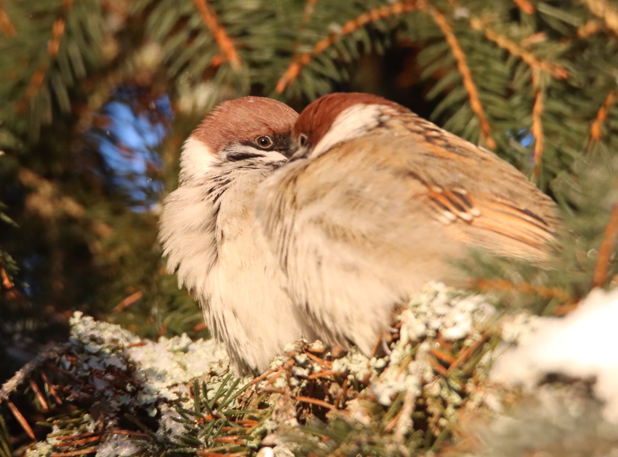 Valokuvaaja: Irja Lehtinen