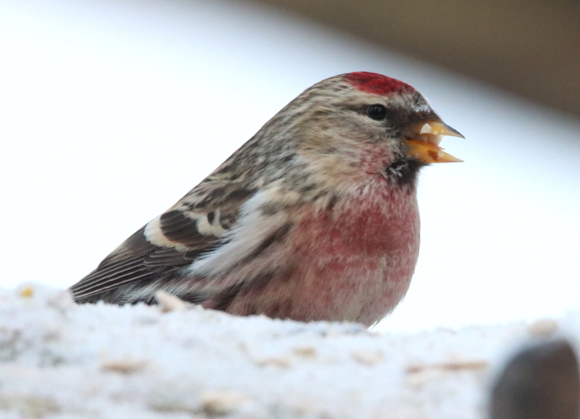 Valokuvaaja: Irja Lehtinen