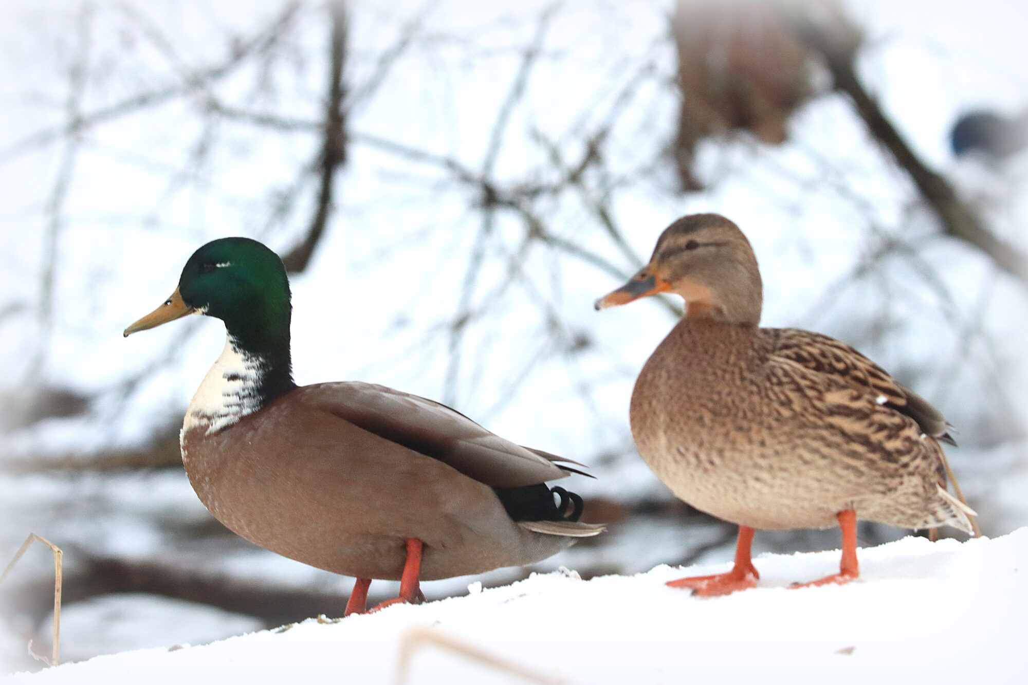 Valokuvaaja: Irja Lehtinen