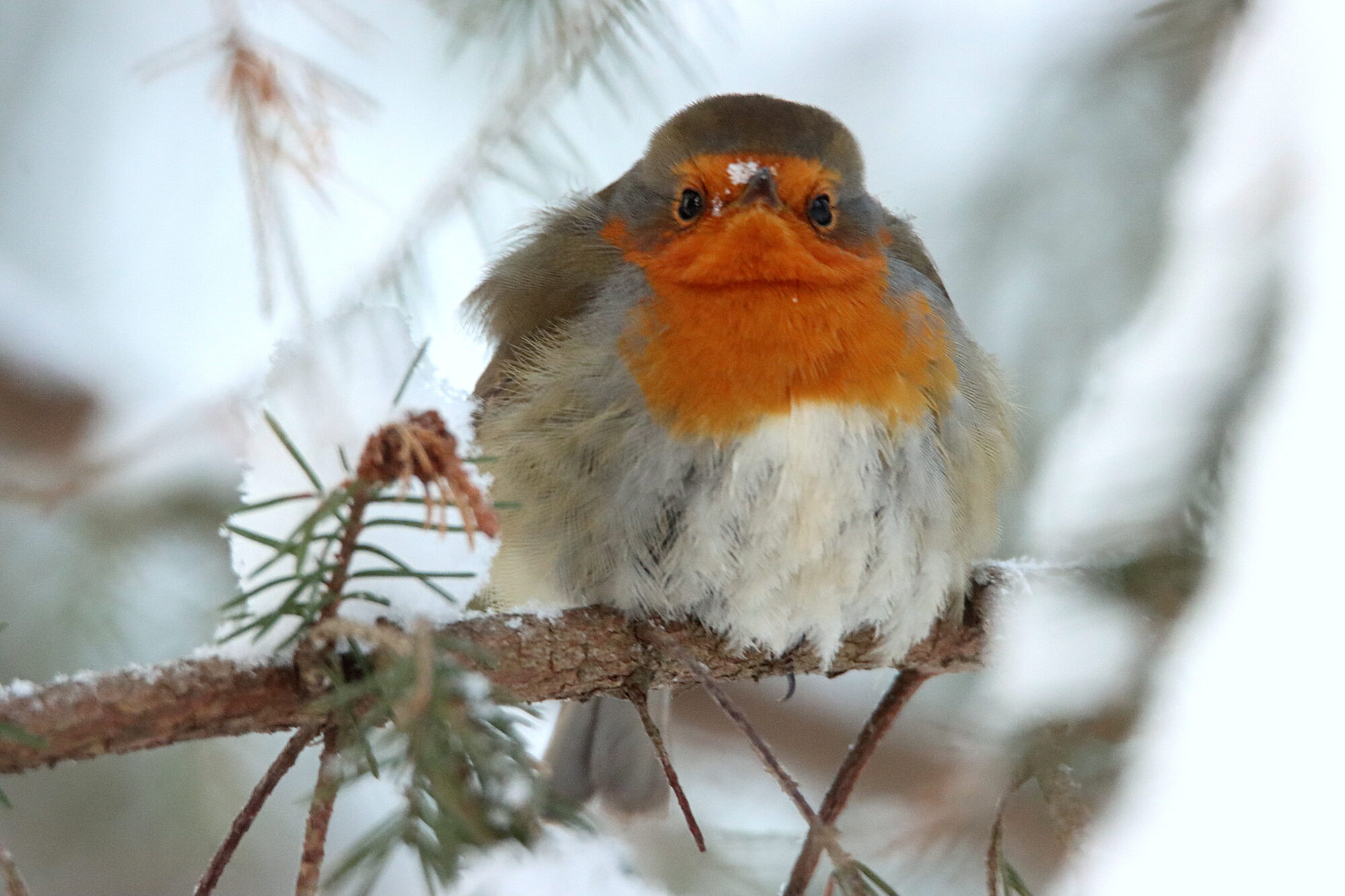 Valokuvaaja: Irja Lehtinen
