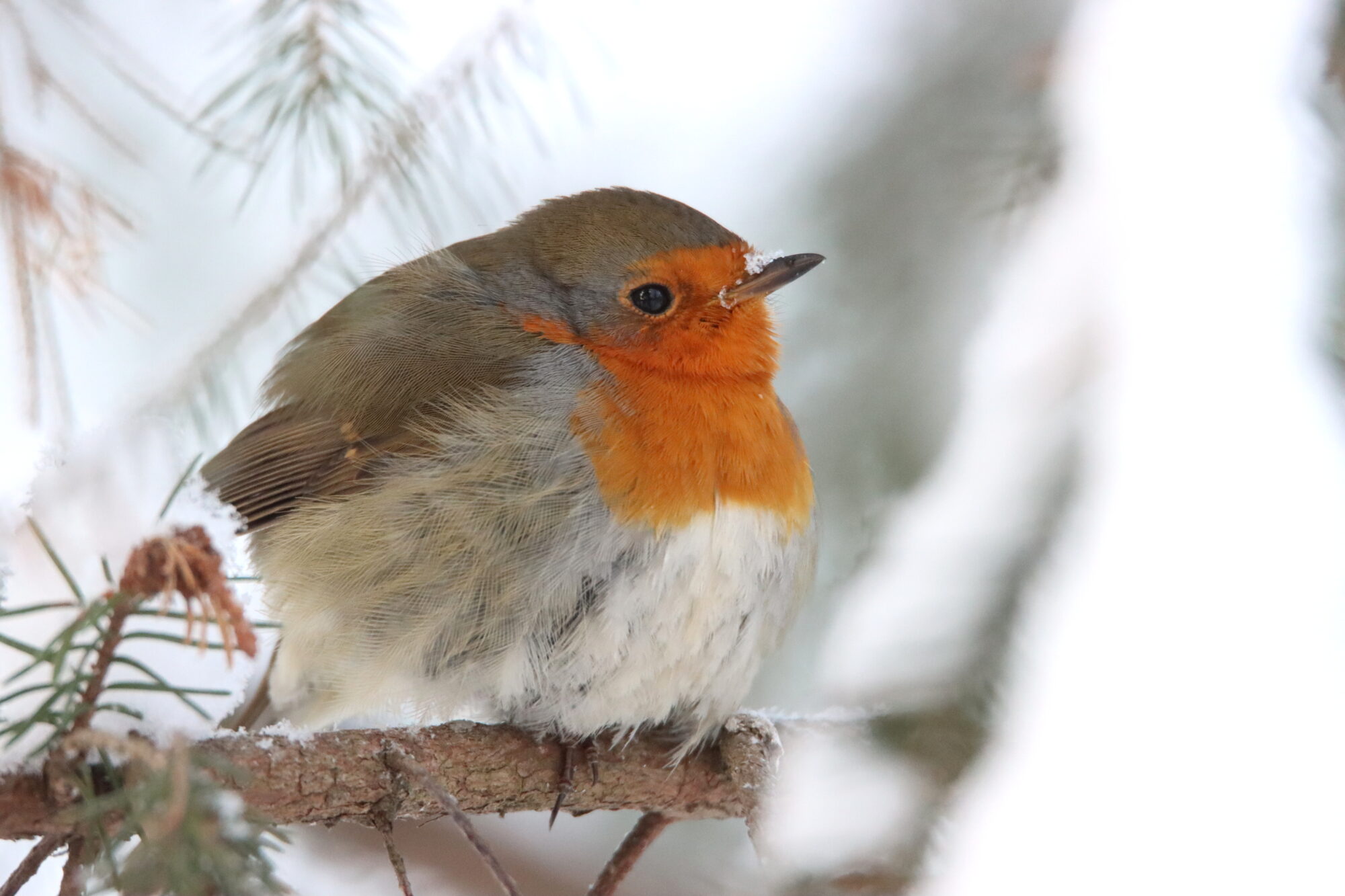 Valokuvaaja: Irja Lehtinen